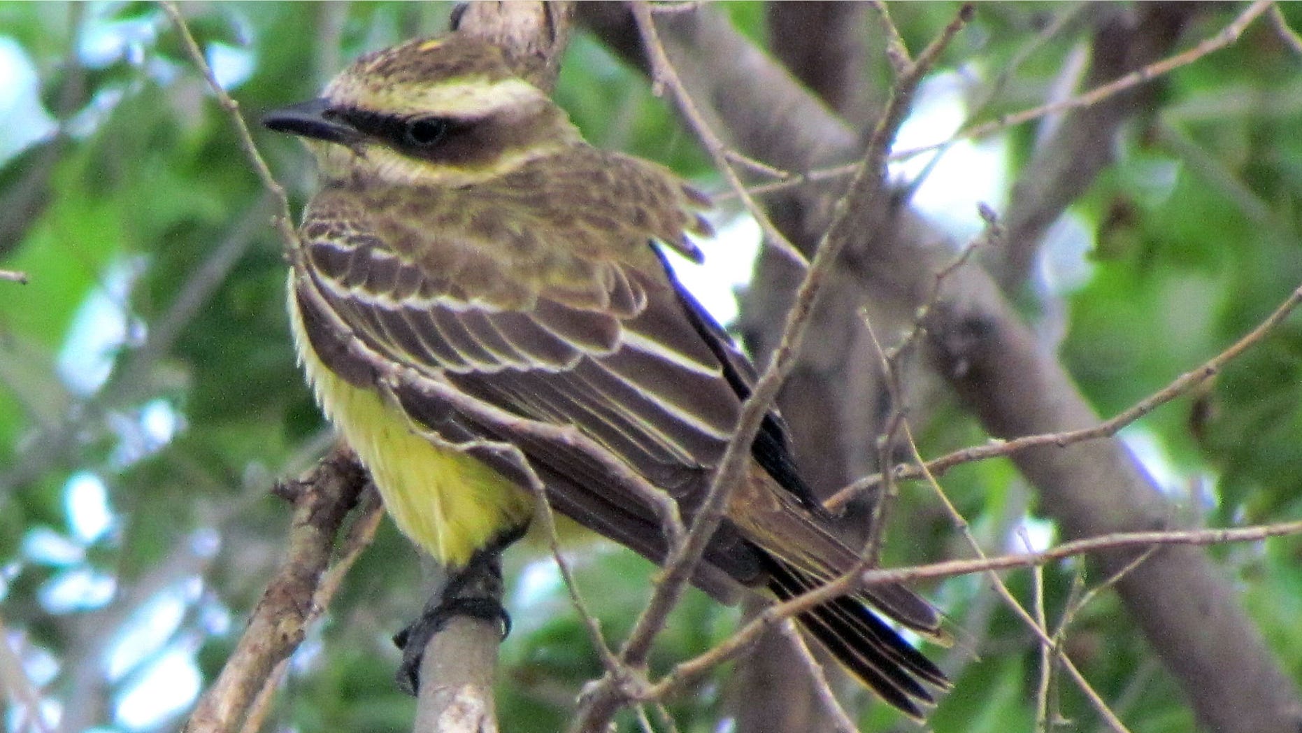 A piratic flycatcher in an undated photo provided by Scott Seltman.