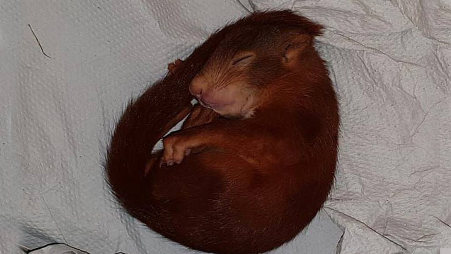 Police in the southeastern German town responded to a distressed call and found a squirrel (pictured) running after an unidentified man.