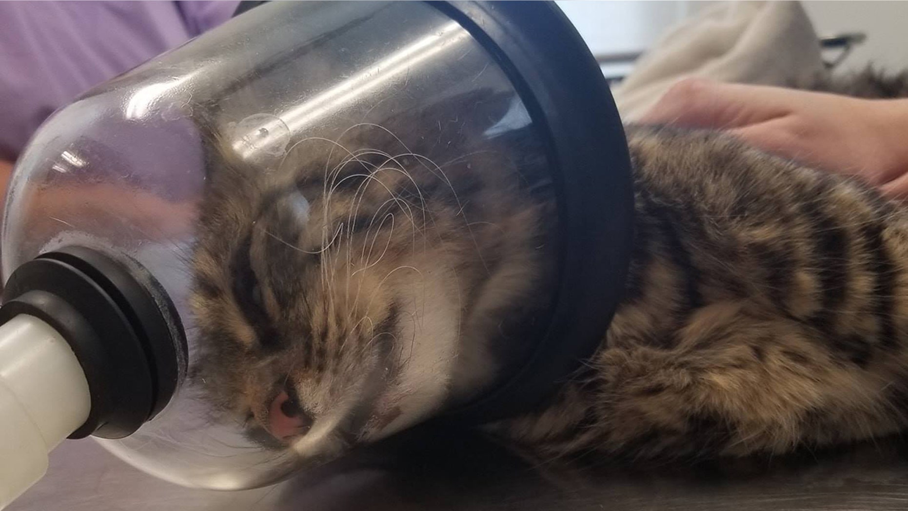 Katy P. was seriously injured when someone placed a firecracker in her rectum.