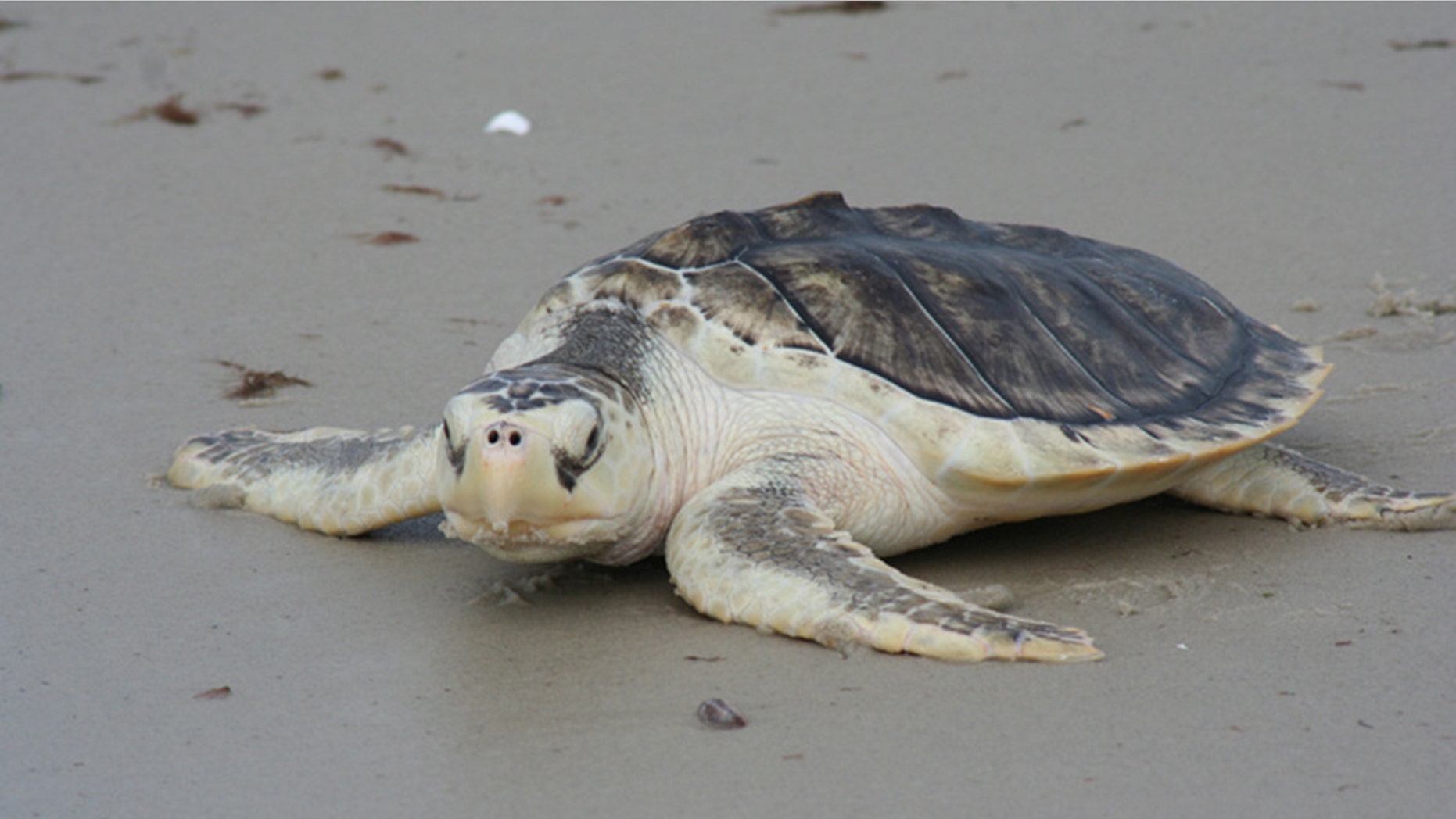At least 19 Kemp's Ridley sea turtles -- the most endangered of the species -- have been found on the southwest Florida beaches.