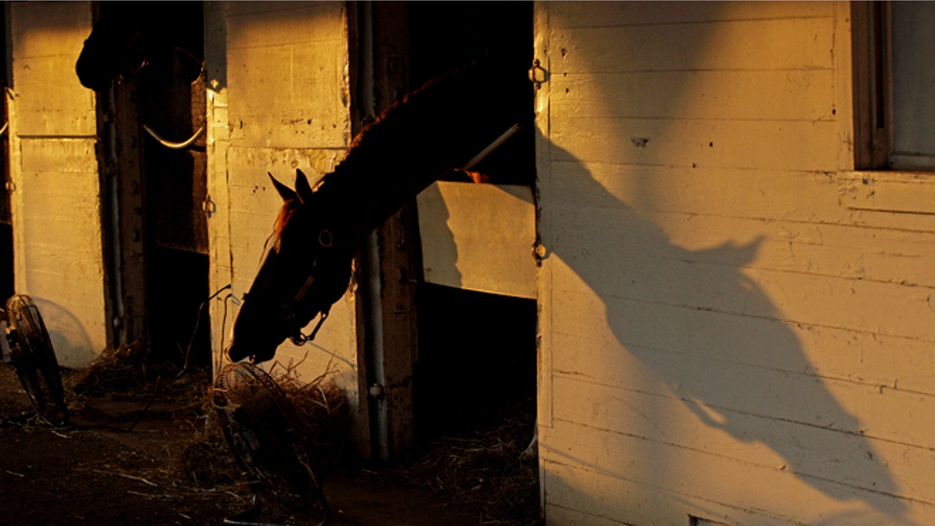A horse is seen in it's stable as the sun rises at Churchill Downs Thursday, May 3, 2012, in Louisville, Ky. (AP Photo/Charlie Riedel)