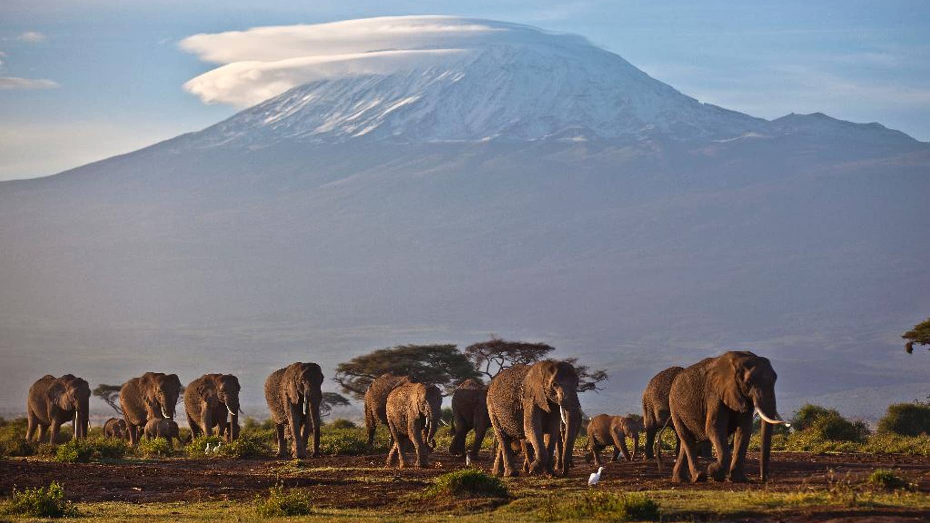 FILE - In this Monday, Dec. 17, 2012 file photo, a herd of adult and baby elephants walks in the dawn light as the highest mountain in Africa Mount Kilimanjaro in Tanzania is seen in the background, in Amboseli National Park, southern Kenya. An official with the international police agency Interpol said Tuesday, Dec. 23, 2014 that police arrested alleged ivory trafficker Feisal Ali, who had been on the run for months, at a rental house in Dar es Salaam, Tanzania, on Monday evening. (AP Photo/Ben Curtis, File)