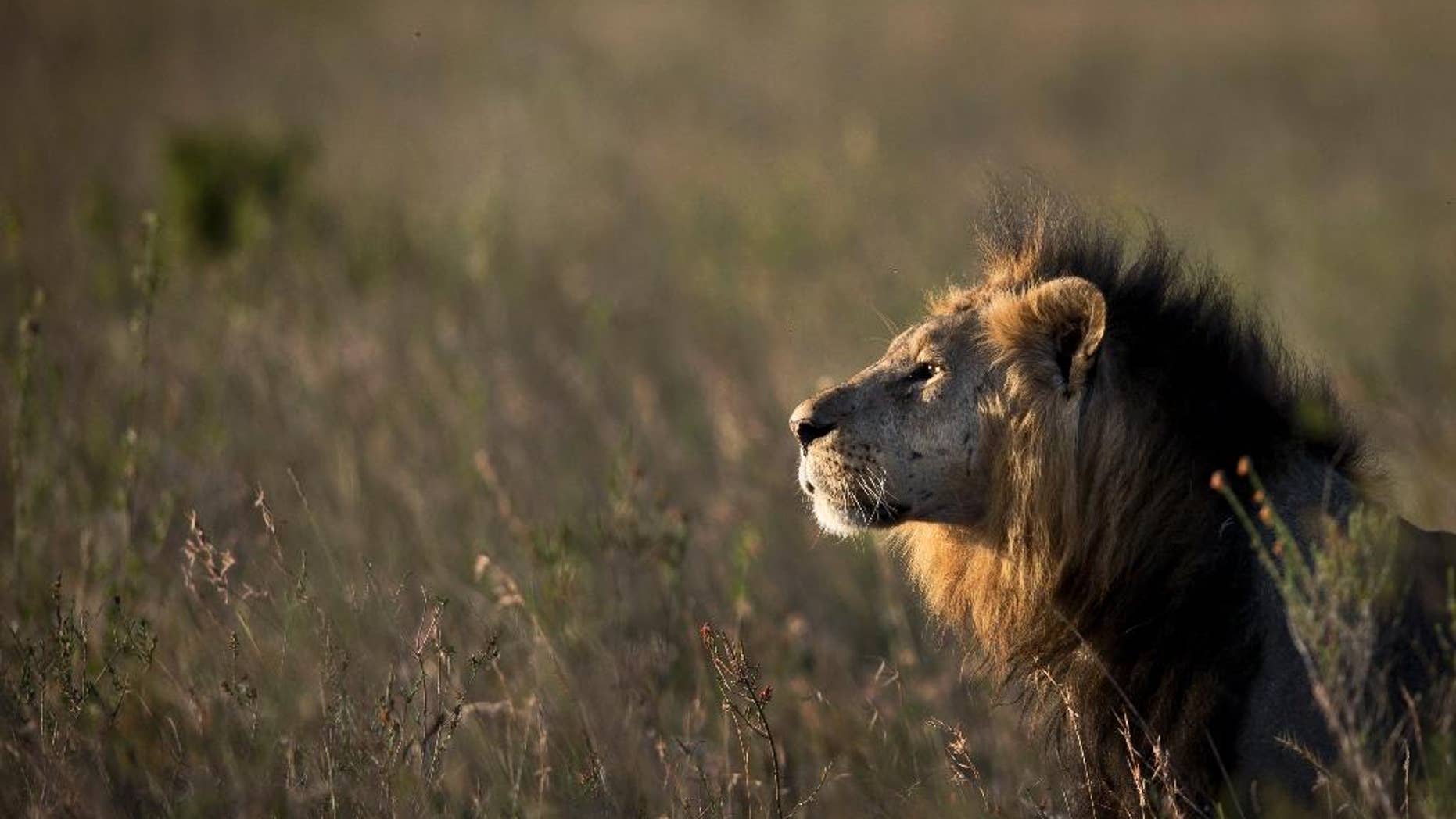FILE - In this Saturday, Jan. 25, 2014 file photo, a male lion looks out over the savannah at dusk prior to being shot with a tranquilizer dart, in order to fit a GPS-tracking collar, by a team led by the Kenya Wildlife Service (KWS) in Nairobi National Park in Kenya. In Nairobi National Park, lions, rhinos and other animals roam just six miles (10 kilometers) from downtown Nairobi, but the carefully managed co-existence of wildlife and city life is constantly vulnerable to the pressures of urban expansion. (AP Photo/Ben Curtis, File)