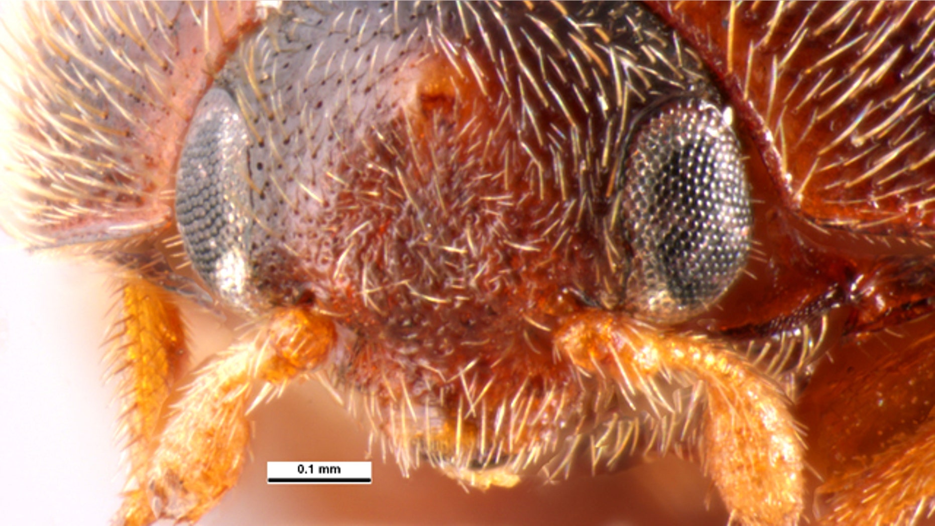 The khapra beetle, one of the world's most destructive invasive insects.