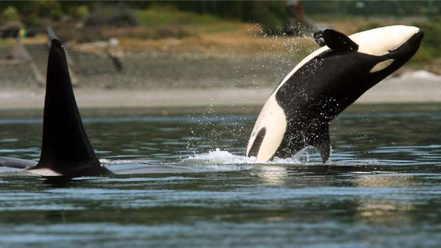 FILE - In this photo taken July 18, 2013, an orca whale breaches as the pod swims through Liberty Bay in Poulsbo, Wash. (AP Photo)