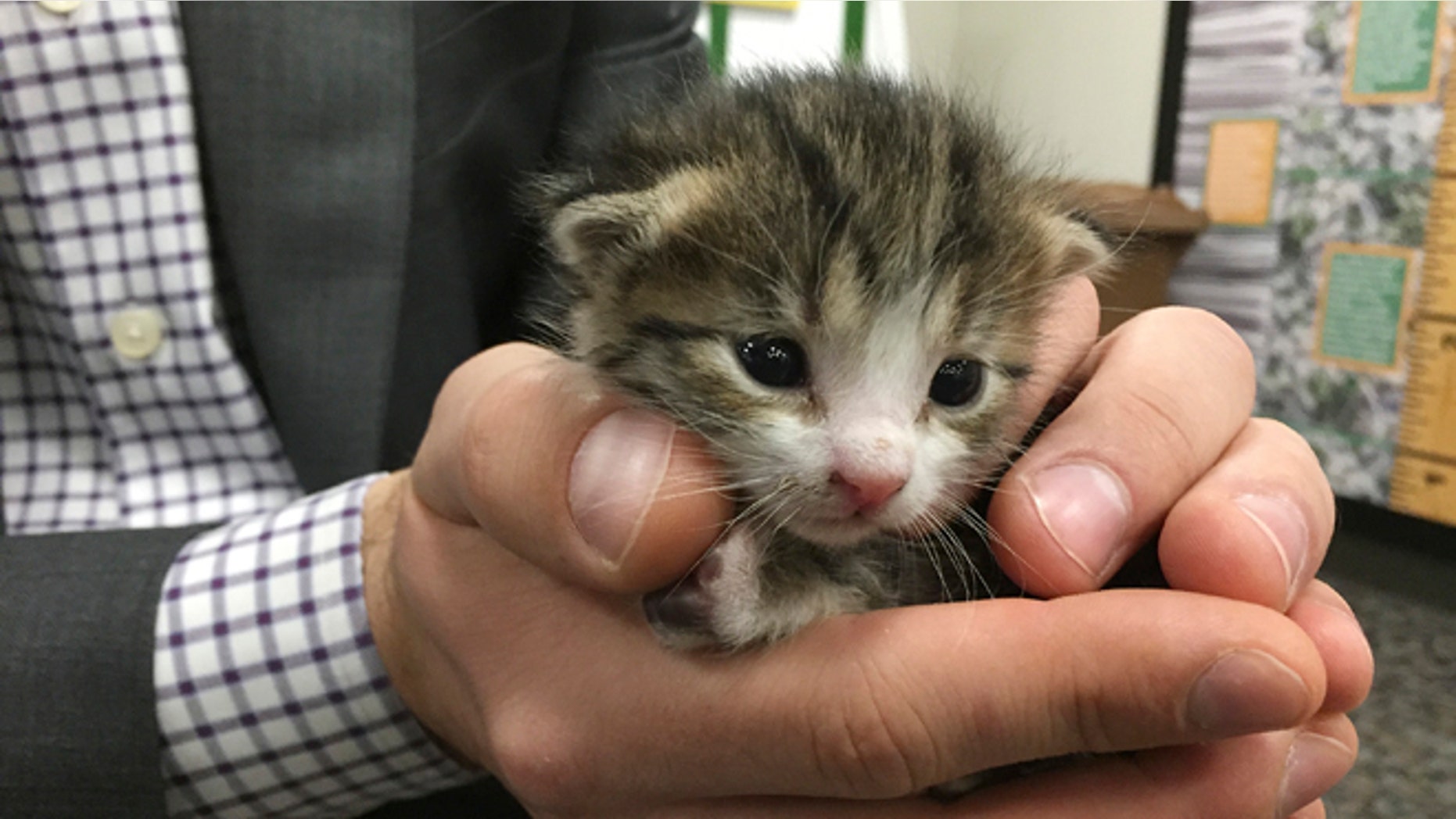 In this photo taken Tuesday, Dec. 15, 2015, is a tiny kitten that was found on a conveyor belt and escaped potential death at recycling center in Galt, Calif. The tiny kitten now has a new home after being found at the Northern California recycling center. A Cal-Waste Recovery Systems operator spotted the kitten heading down a conveyor belt Tuesday, moving toward near-certain death by compression. Loader operator Tony Miranda says the kitten presumably made it through a ride in a dump truck before a tractor pushed the kitten onto one of two conveyer belts. Miranda scooped up the pink-nosed, white-pawed kitten after it fell from the first belt to the other. (KCRA-TV via AP)
