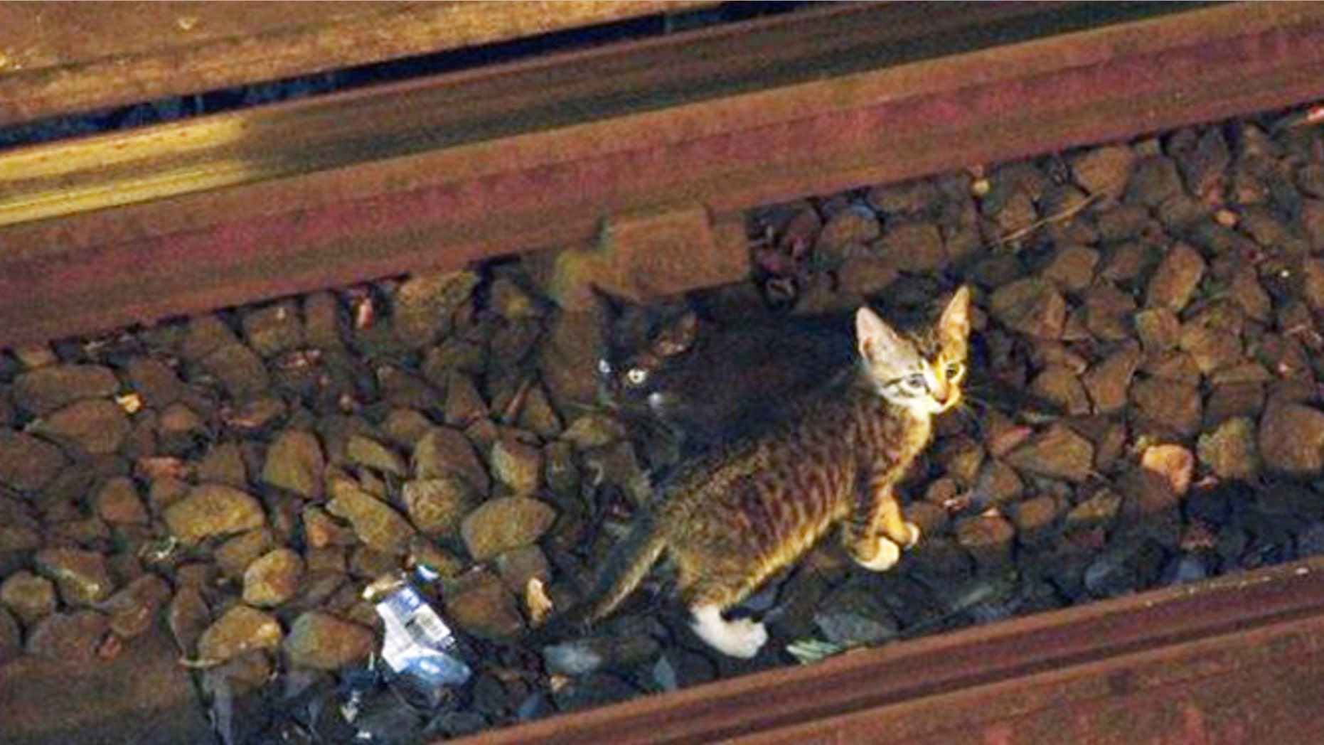 Aug. 29, 2013: Two kittens stand between the rails on subway tracks in the Brooklyn borough of New York.