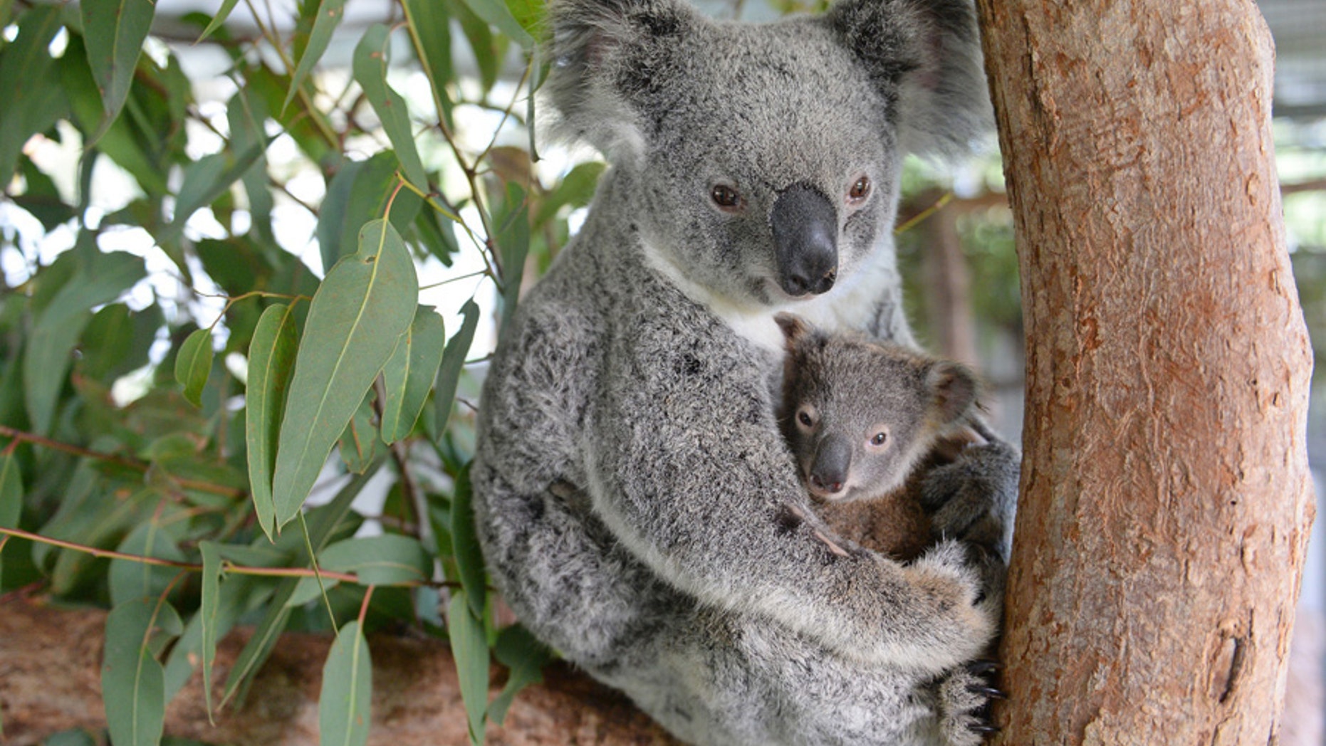 Lizzy and Phantom, the koala mum and joey who are currently being treated at the Australia Zoo Wildlife Hospital.