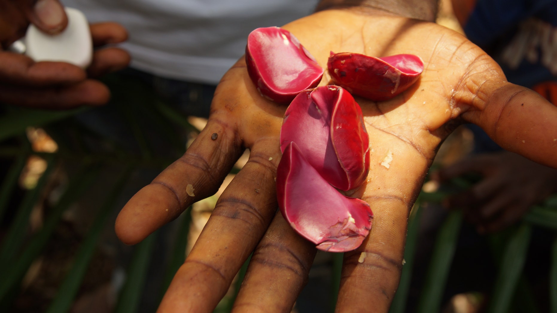 Kola nut seeds from a kola tree
