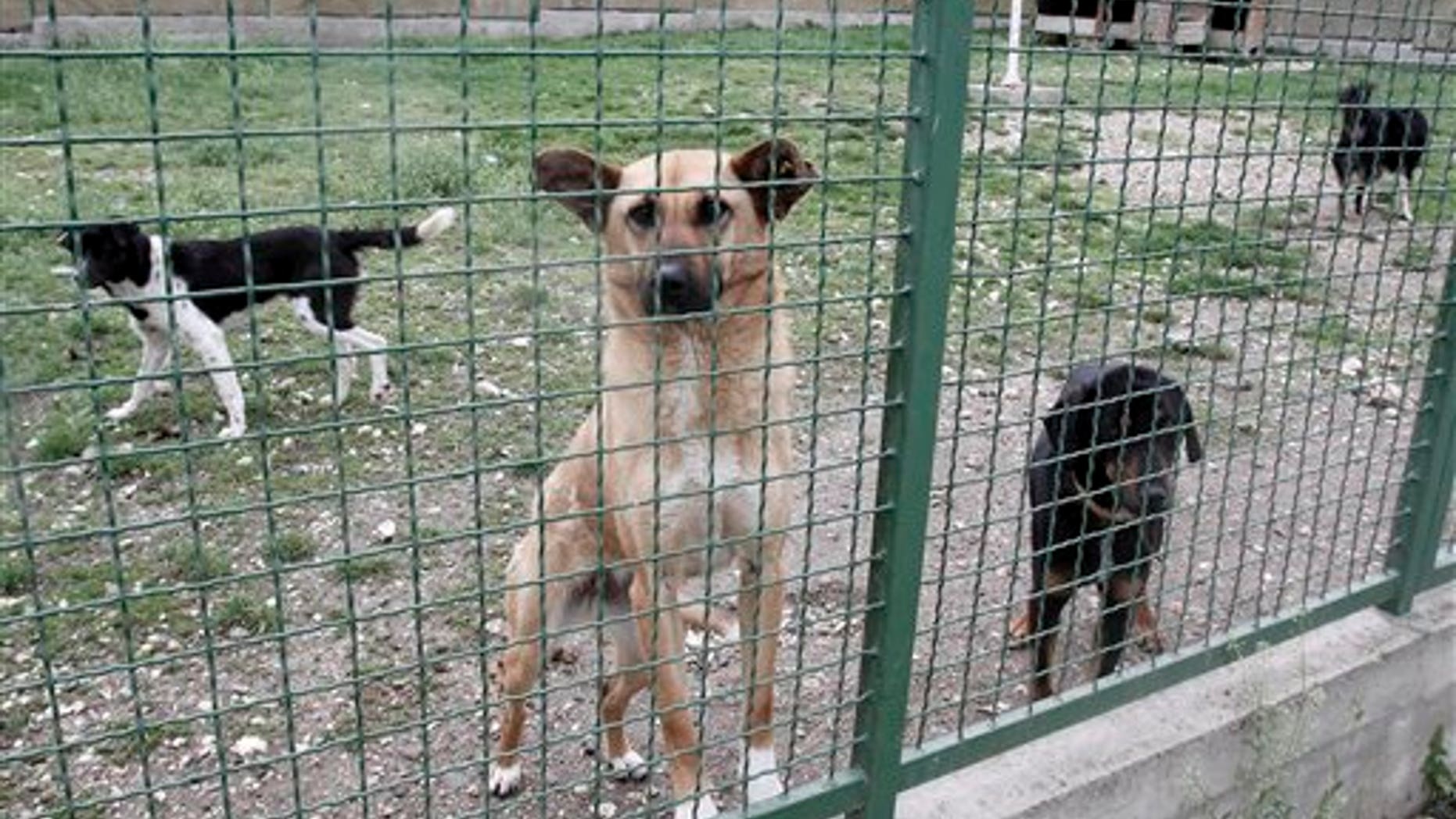 May 4: Street dogs seen at a dog shelter in the village of Harilac, Kosovo, after they escaped the fate of fellow dogs which have become the target of a campaign to cull street dogs in Kosovo. Authorities in Kosovo's capital of Pristina say 190 street dogs have been shot and killed in the first three weeks of a culling campaign that has been harshly criticized by animal lovers, but officials claim the city is plagued by packs of dogs that often attack people.(AP)