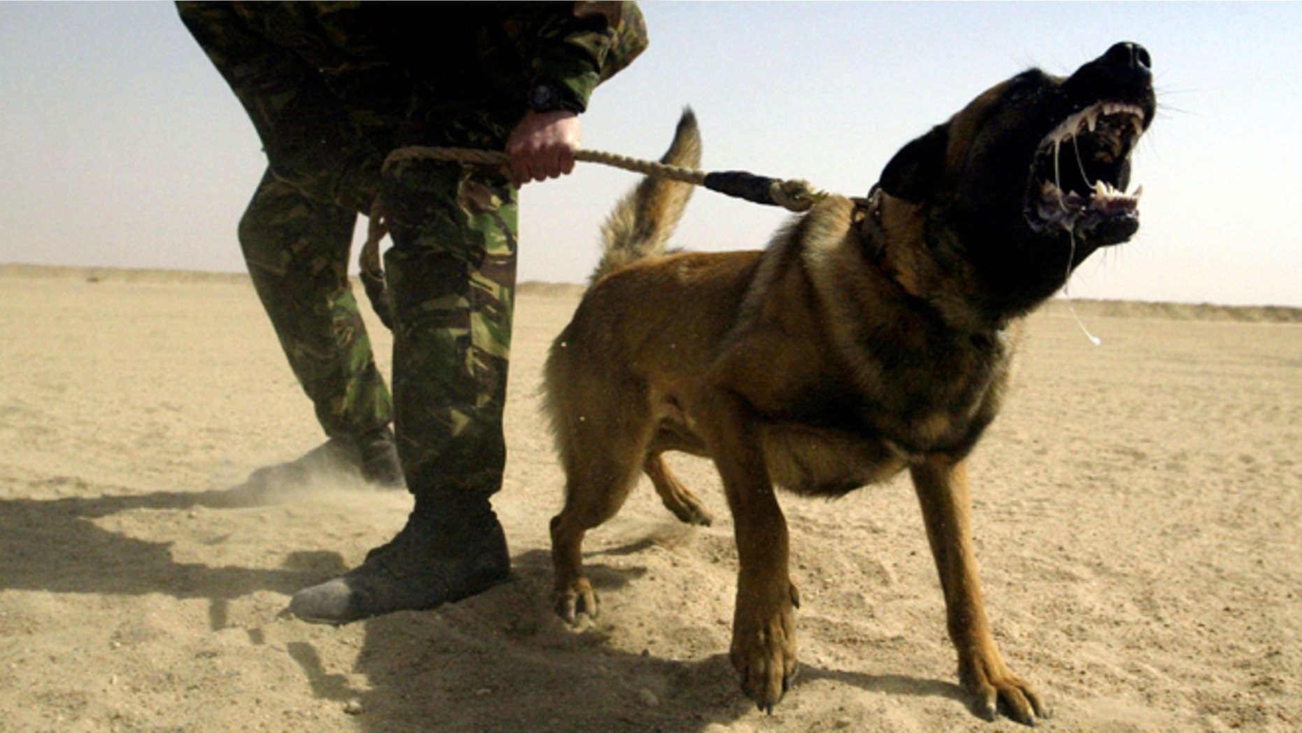 KUWAIT - MARCH 5: British soldier Corporal Ward from the Royal Army Veterinary Corps undergoes training with attack dog Khan, a German Shepherd, March 5, 2003 near Kuwait City, Kuwait. Uday al Ta'ae, a senior Iraqi Information Ministry official, said that his country has destroyed nine banned al Samoud missiles, making it a total of 28 rockets removed under UN weapons inspectors' supervision. (Photo by Ian Waldie/Getty Images)