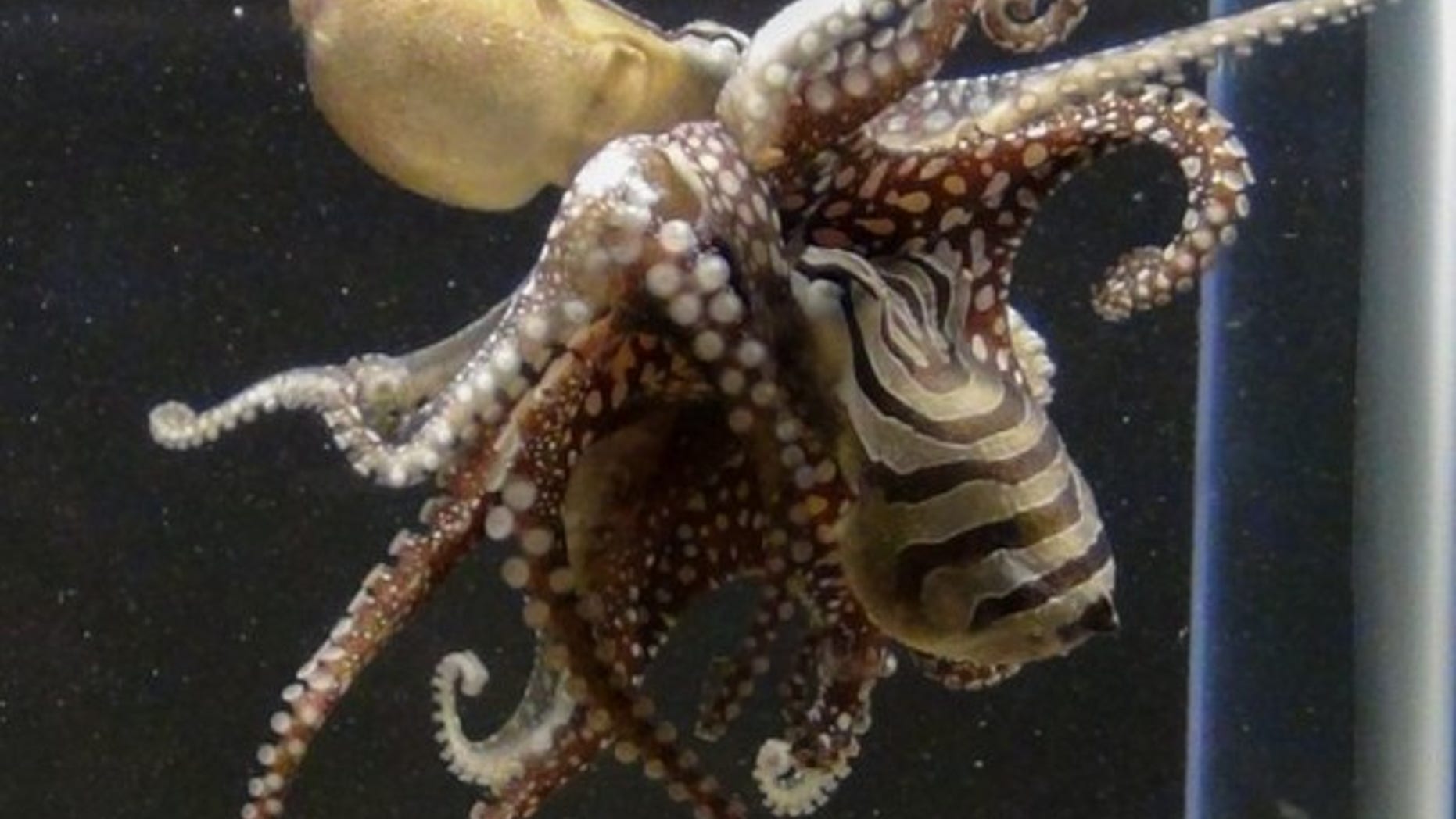 Unlike other octopus species, Larger Pacific Striped Octopuses mate in an intimate clinch with their beaks and suckers pressed against each other