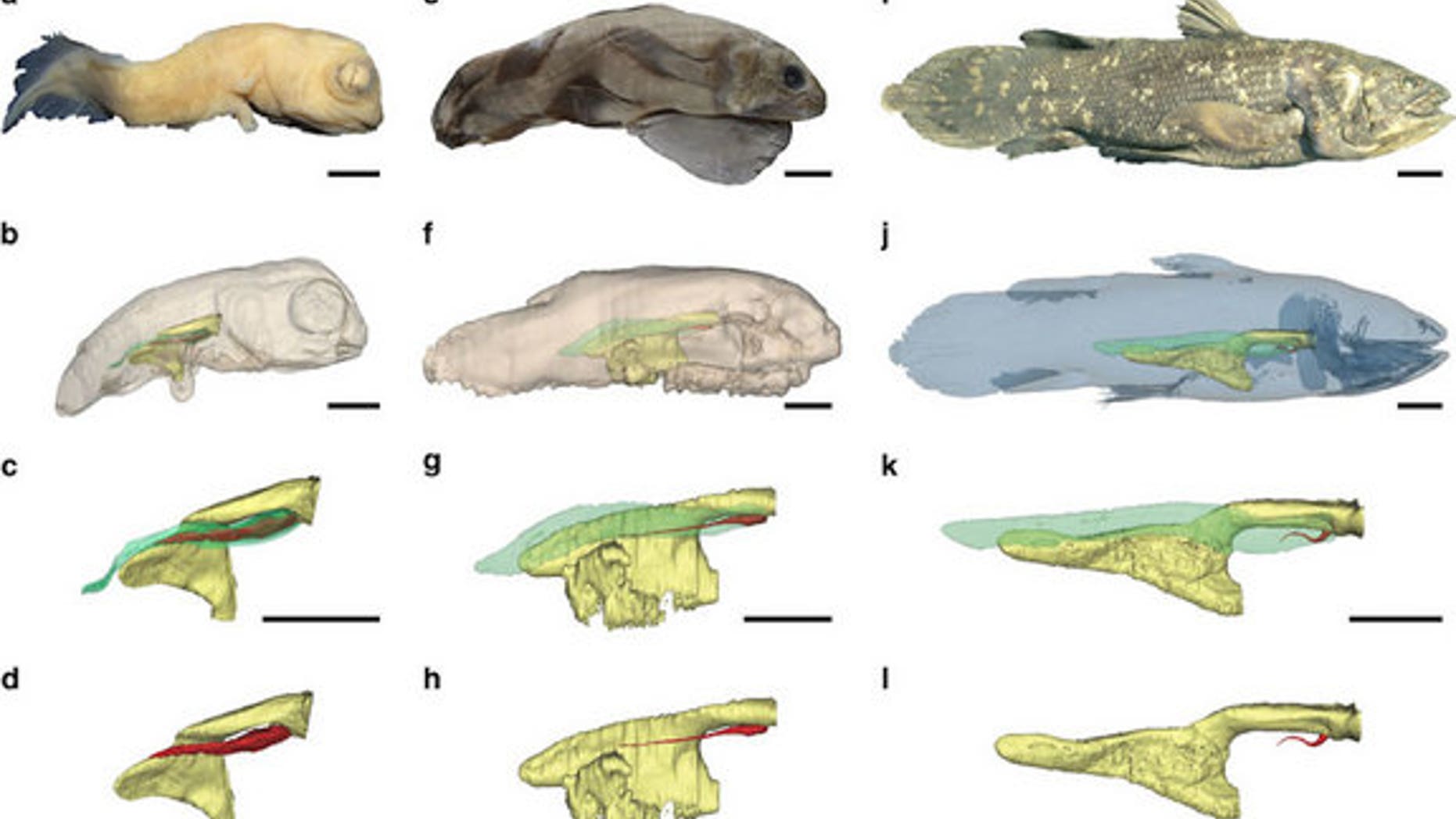 This image shows 3D reconstructions of the pulmonary complex of <i>Latimeria chalumnae</i> at different ontogenetic stages.