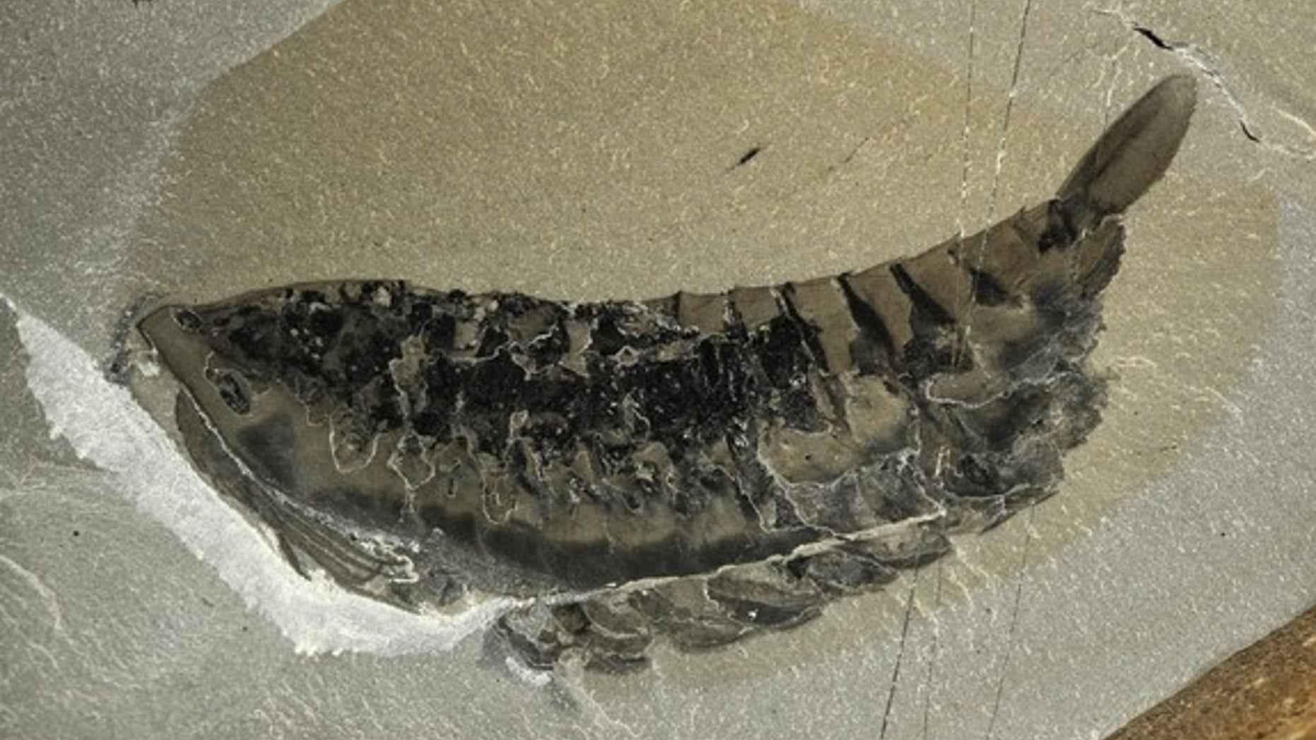 A cleaned and preserved Leanchoilid fossil reveals the animal's delicate appendages.