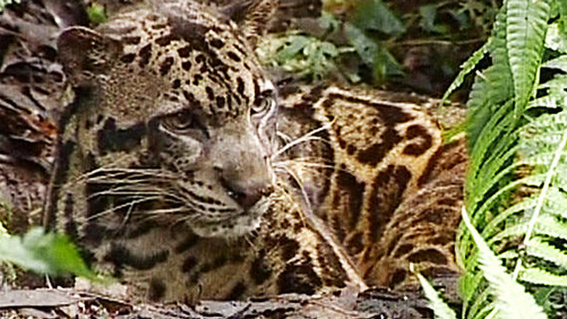 A Bornean clouded leopard in Indonesia.