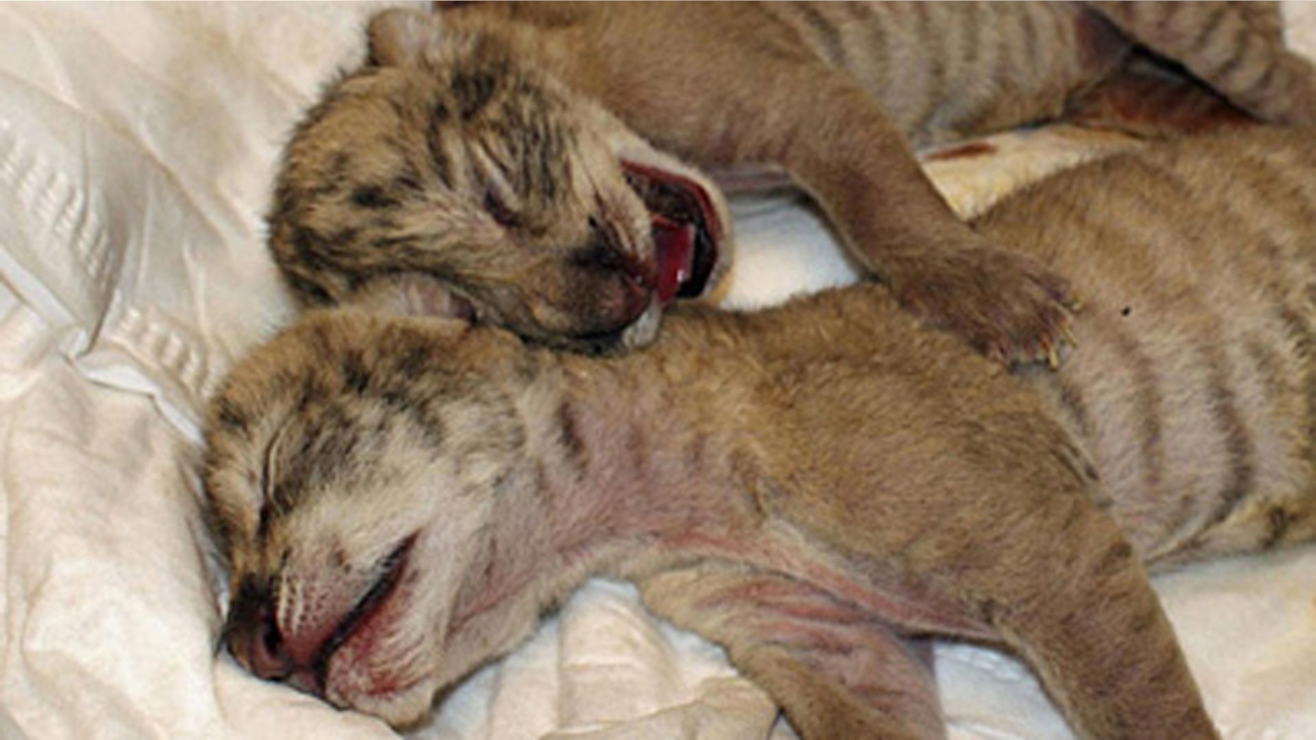 A still from a Reteurs video feed shows two liger cubs, the crossbred offspring of a tiger and a lion.