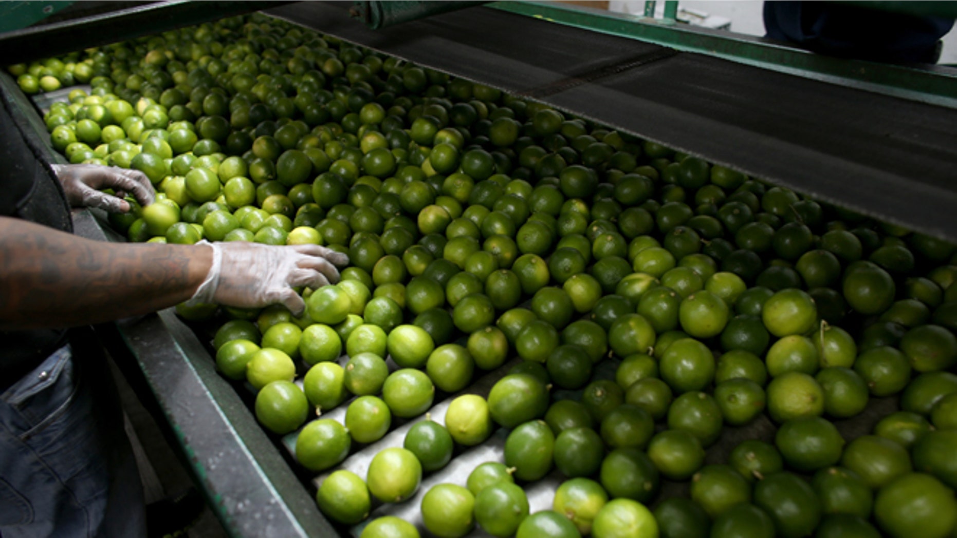MIAMI, FL - MARCH 26: Dairoby Aldana sorts limes that have been imported from Columbia at SA Mex produce on March 26, 2014 in Miami, Florida. Samuel Rosales from the produce company said they hadn't received any lime imports from Mexico for the last three days as a tight supply in Mexico has driven up the availability as well as the prices for the citrus in the United States. (Photo by Joe Raedle/Getty Images)