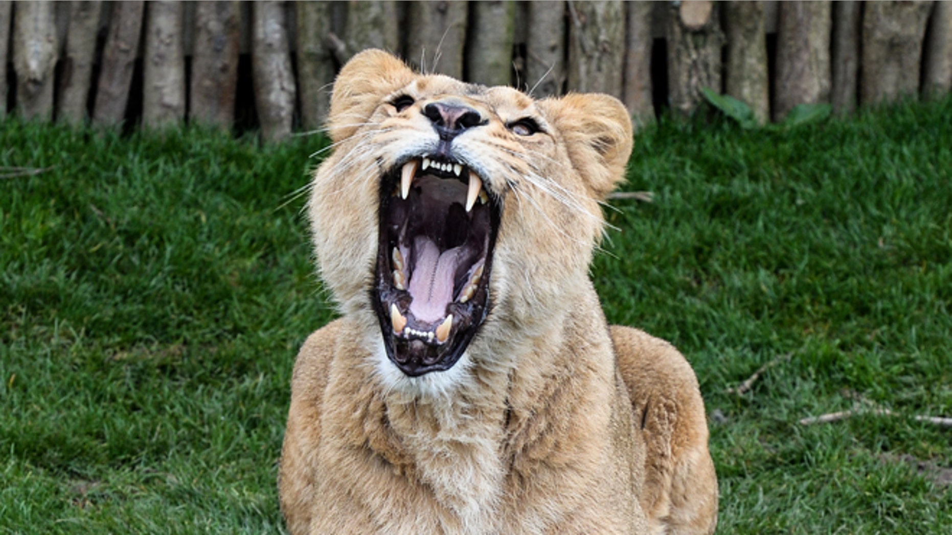 LONDON, ENGLAND - MARCH 16: Female Asiatic lion Indi, 4, roars as she is fed at the new lion enclosure 'Land Of The Lions' at London Zoo on March 16, 2016 in London, England. The enclosure will be opened by the Queen and is modelled on the village Sasan Gir in Gujarat, India, where lions and villagers live side by side. It is five times the size of the previous enclosure and facilitates for a breeding group of endangered Asiatic lions, of which only several hundred remain in the wild. (Photo by Chris Ratcliffe/Getty Images)