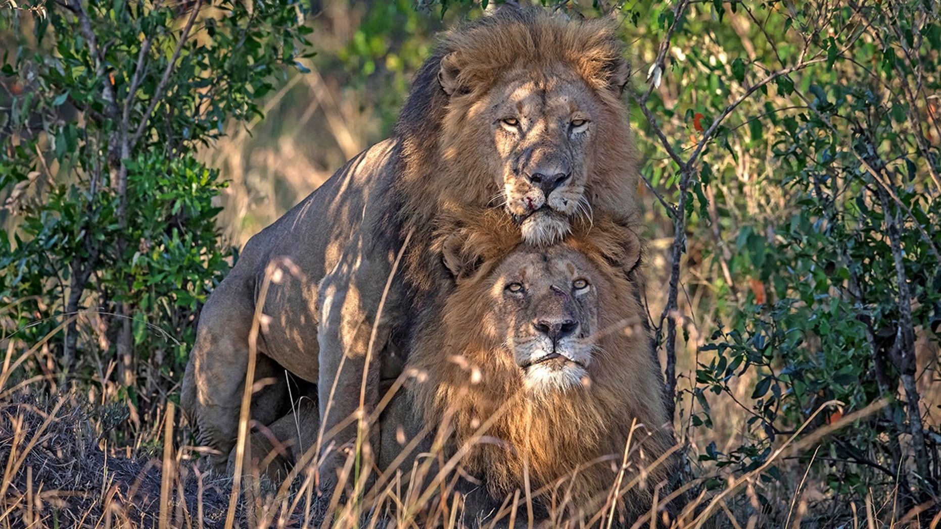 A wildlife photographer captured a stunning image of two male lions in Kenya's Masai Mara.