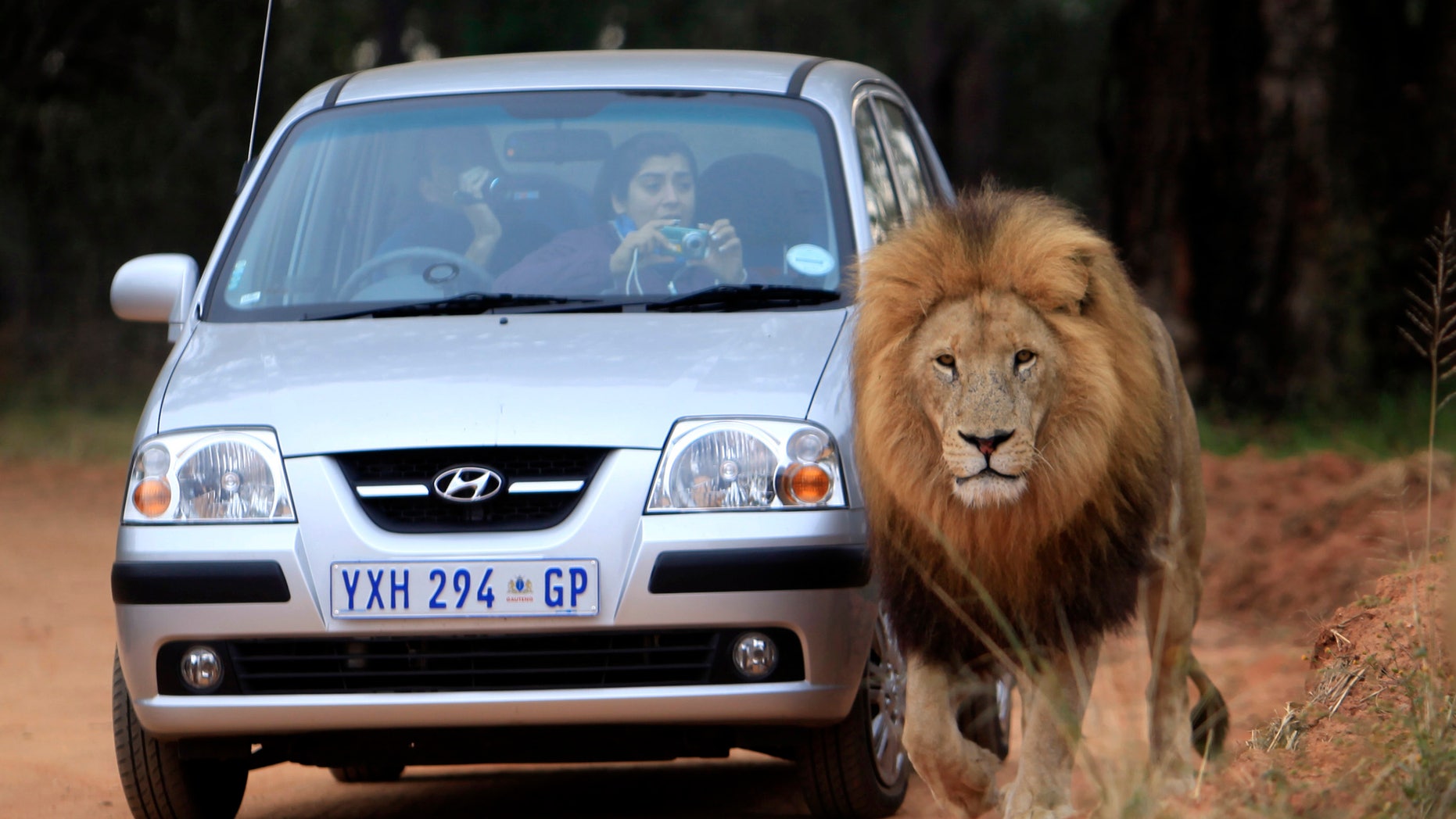 A male lion passes next to a vehicle with Argentinian supporters visiting the Lions Park near Johannesburg, June 10, 2010. REUTERS/Radu Sigheti (SOUTH AFRICA - Tags: IMAGES OF THE DAY ANIMALS SPORT SOCCER WORLD CUP) - RTR2EZJK