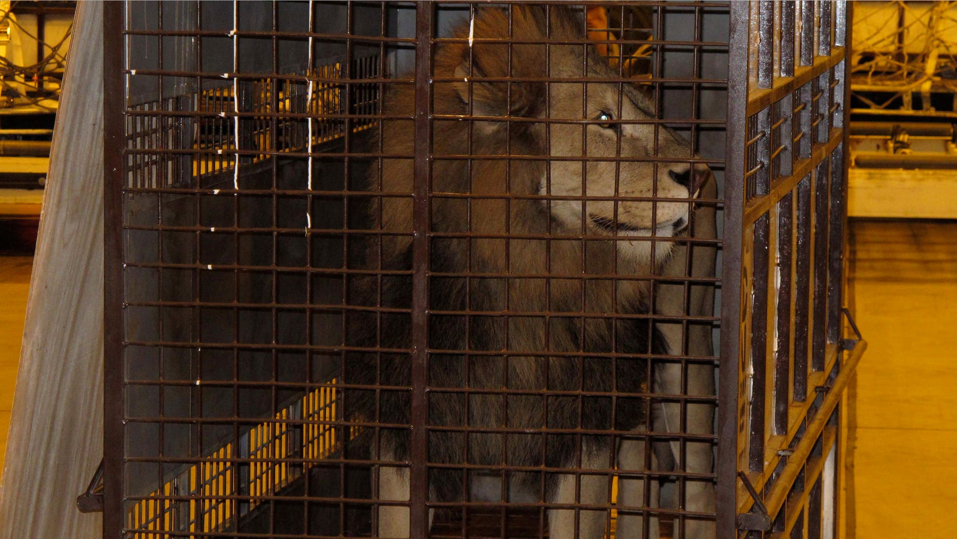 Twenty five Bolivian lions arrived at The Wild Animal Sanctuary in Keensburg, Col., last week after their home country banned the use of animals for entertainment.