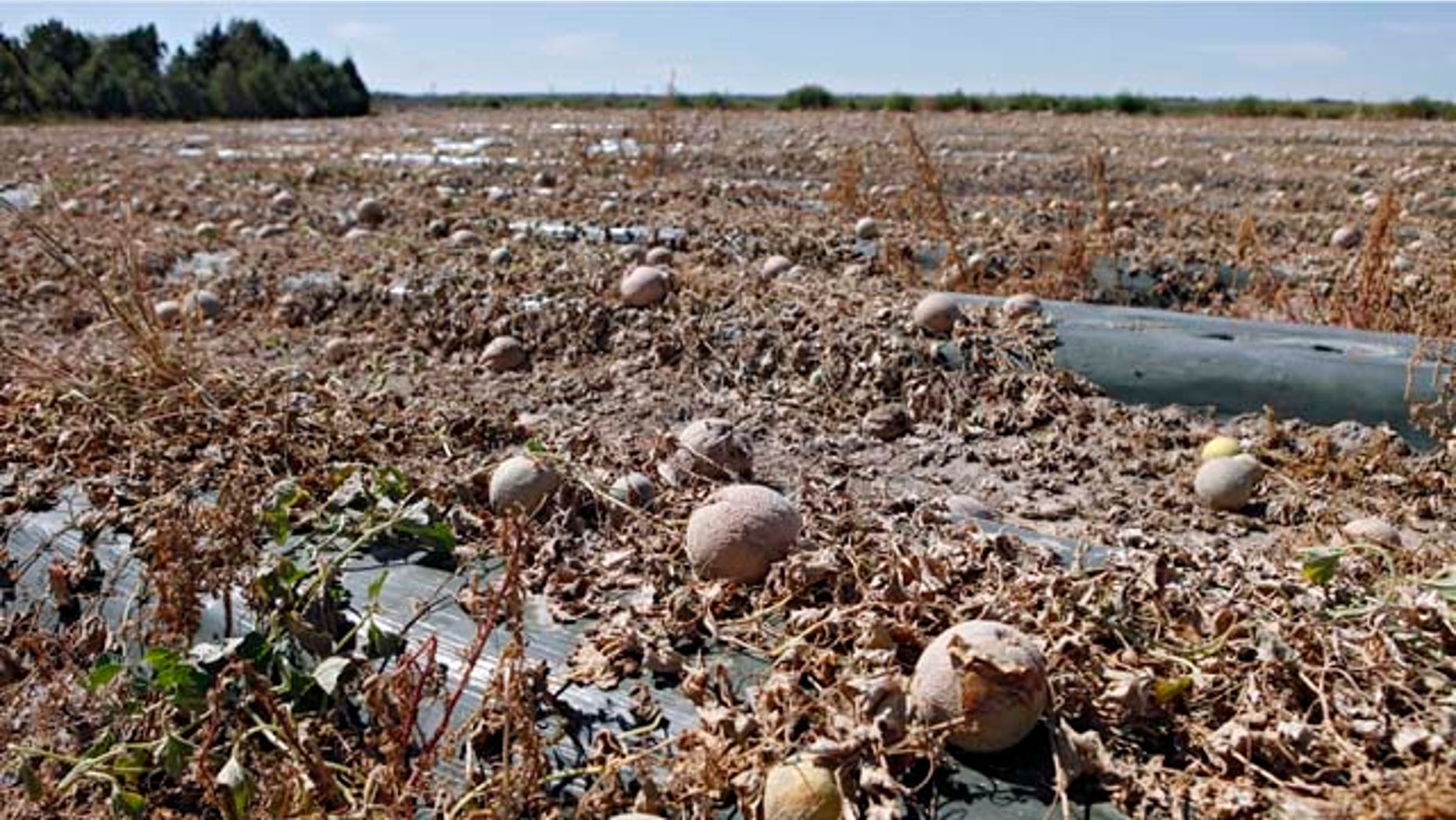 Cantaloupes rot in the afternoon heat on a field on the Jensen Farms near Holly, Colo., on Wednesday, Sept. 28, 2011. Federal health officials said Wednesday more illnesses and possibly more deaths may be linked to an outbreak of listeria in cantaloupe in coming weeks. (AP Photo/Ed Andrieski)