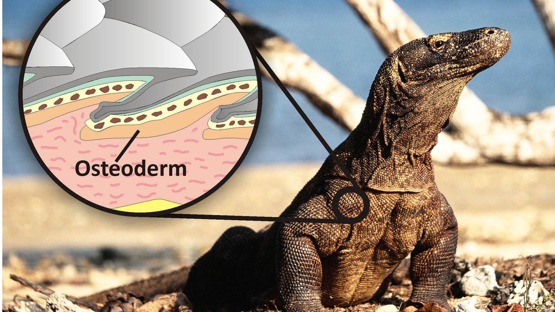 Komodo dragon and illustration showing how the osteoderm bone reinforces the scales and acts like body armor.