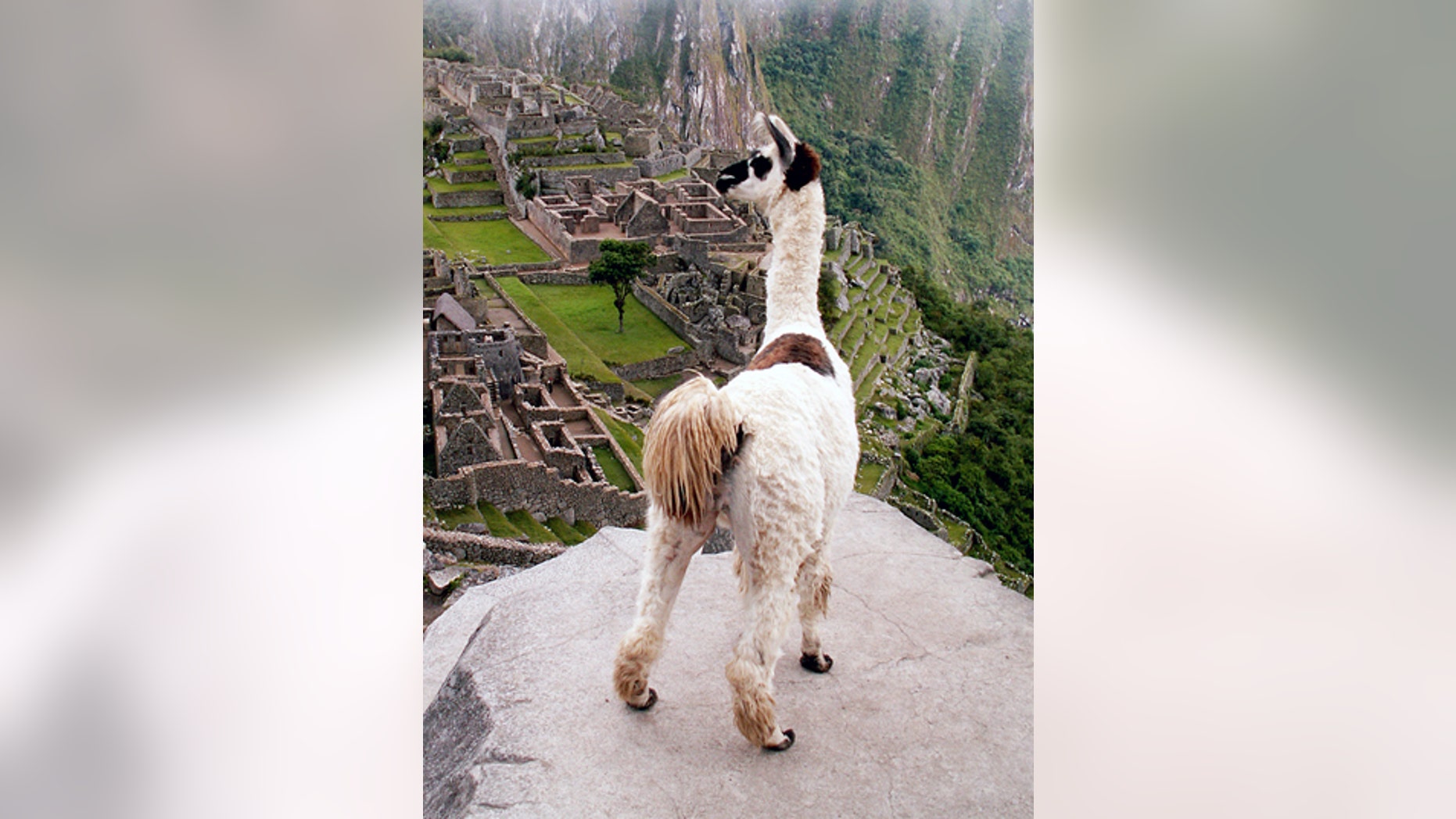 A llama overlooking Machu Picchu, Peru.