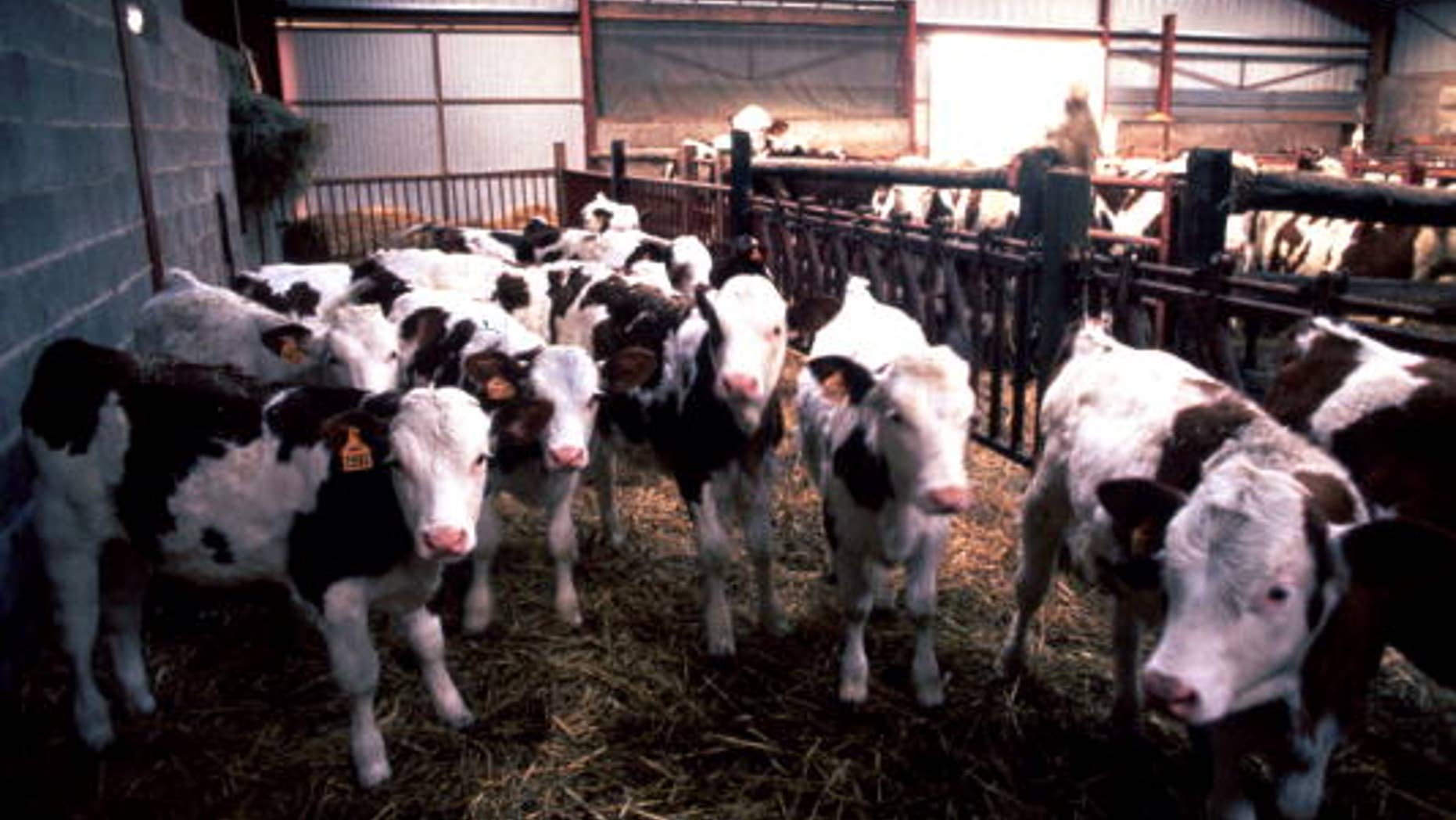 Mad Cow disease continues to alarm many, including Japan where it recently placed a ban on Brazilian meat.