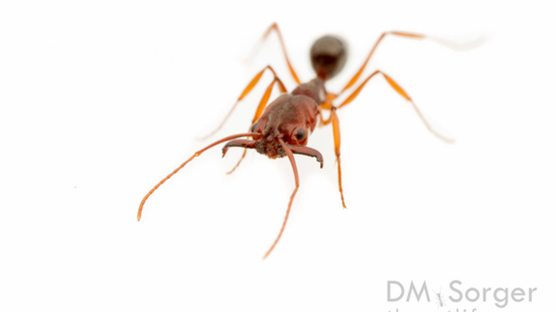 This species of trap-jaw ant, <em>Odontomachus relictus</em>, is only found in Florida. It is a cousin of <em>O. haematodus</em>, a South American species that has recently taken hold along the Gulf Coast.
