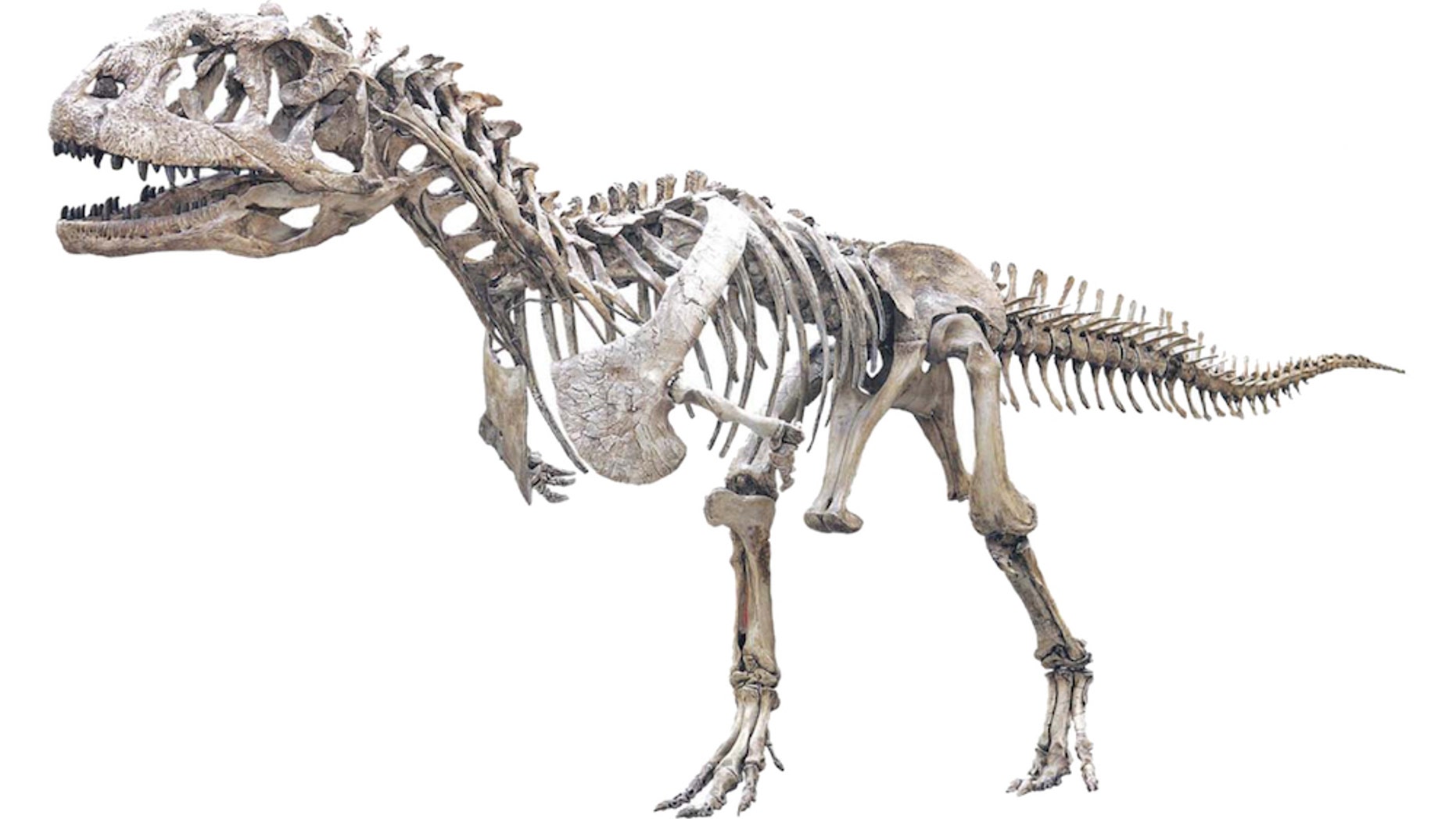 The fearsome Majungasaurus crenatissimus is one of the slowest growing dinosaurs of its kind on record.