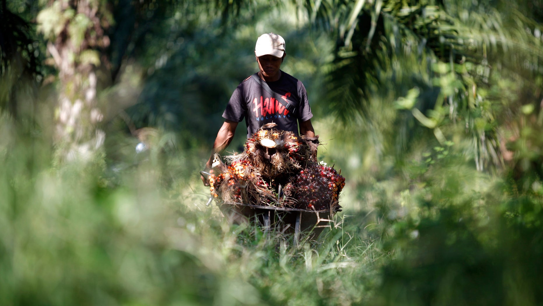 A worker collects oil palm fruits at a plantation in Sepang outside Kuala Lumpur November 3, 2009. (REUTERS/Bazuki Muhammad)
