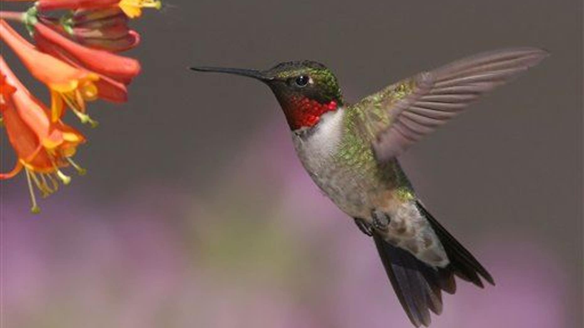 In this June 10, 2008, photo provided by Terry Sohl, a male ruby-throated hummingbird feeds at a honeysuckle plant in Brandon, SD.