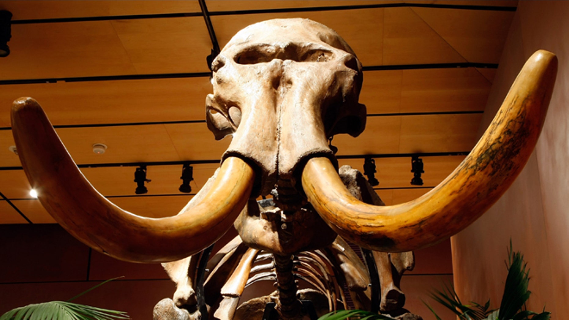 LAS VEGAS - SEPTEMBER 30: A woolly mammoth skeleton with 90 percent of its original bones is displayed at the Venetian Resort Hotel Casino September 30, 2009 in Las Vegas, Nevada. Auctioneers Bonhams & Butterfields hope the 11-foot tall fossil will fetch about USD 150,000-200,000 when it is auctioned off on October 3 at the Venetian as part of their Natural History auction. The centerpiece of the lot of 50 fossils being auctioned is a 66-million-year-old Tyrannosaurus rex skeleton dubbed "Samson." The 40-foot-long female dinosaur fossil, excavated in South Dakota in 1992, contains about 170 bones and is said to be the third most complete T. rex skeleton ever unearthed. Bonhams & Butterfields is hoping Samson will fetch more than USD 6 million at the auction. (Photo by Ethan Miller/Getty Images)