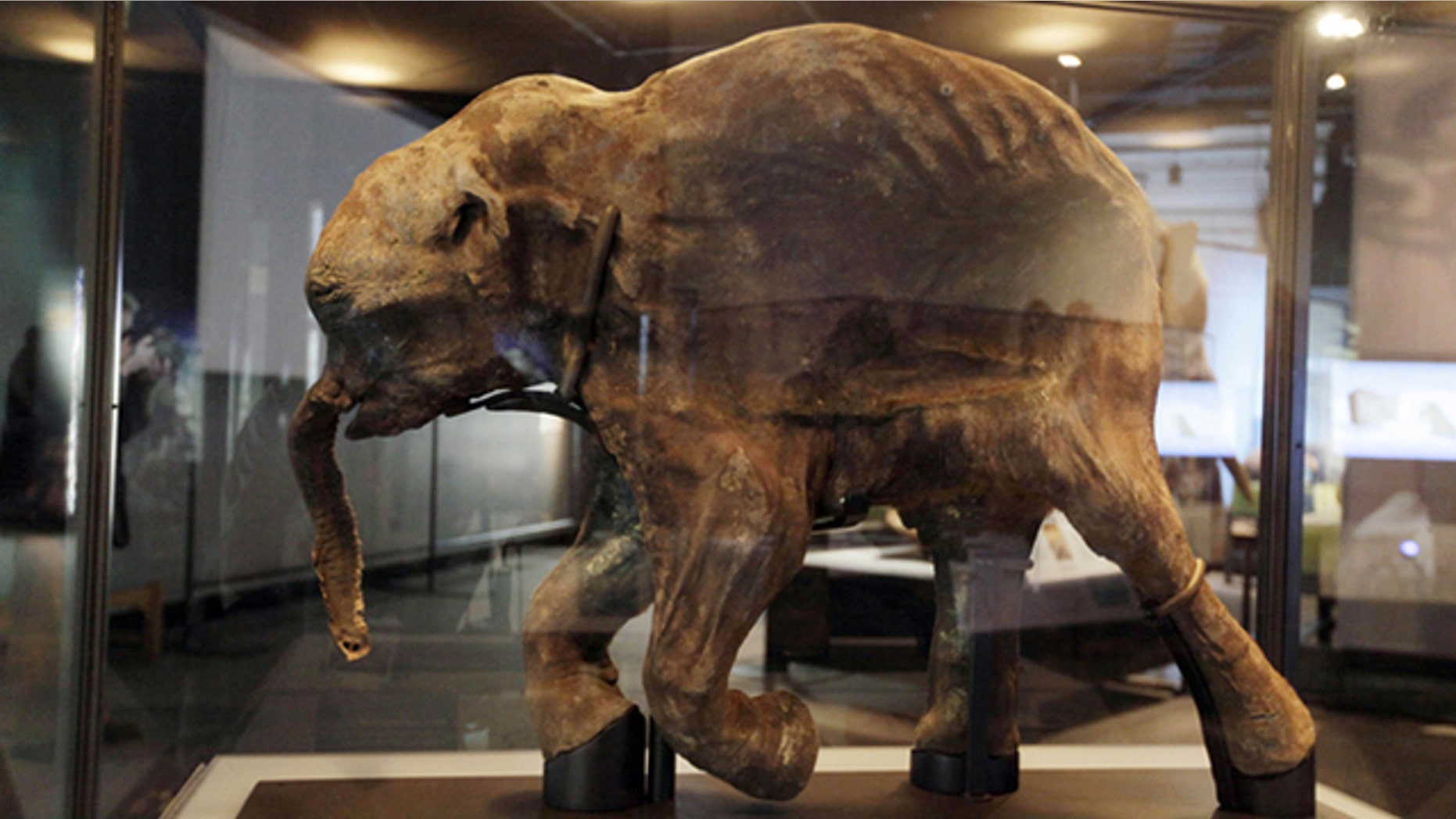 Lyuba, the most complete woolly mammoth specimen ever found, which scientists believe died in Siberia about 42,000 years ago.