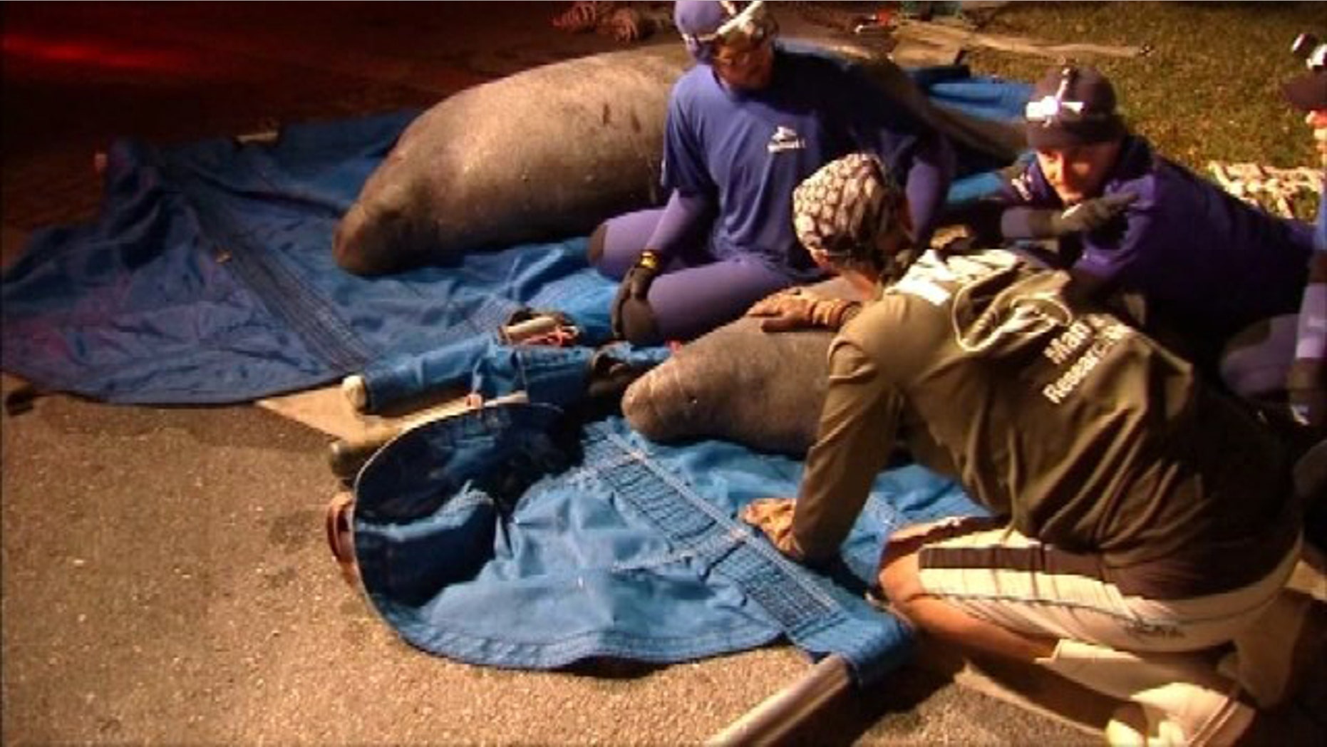 Feb. 23, 2015: Rescue workers sit with two manatees freed from a drainage pipe in Satellite Beach, Fla. (Courtesy MyFoxOrlando.com)