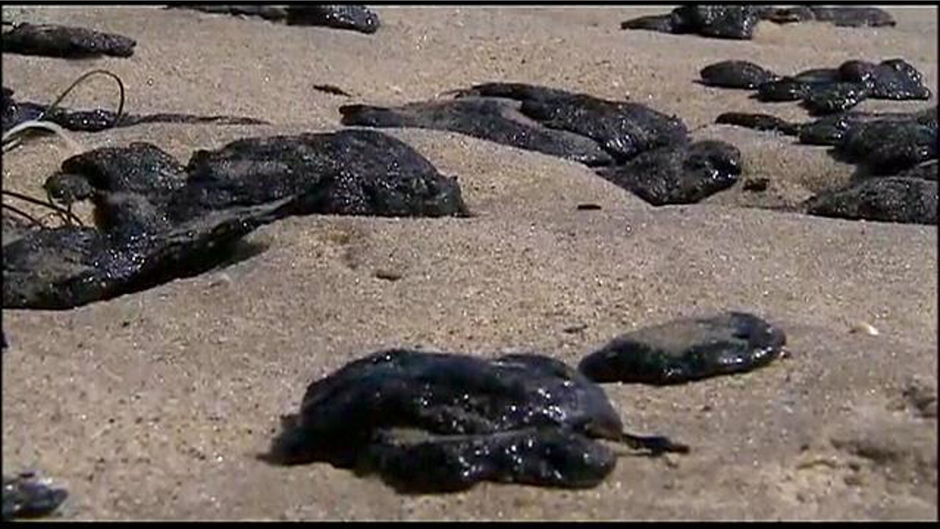 May 27, 2015: Globs of an unidentified substance that washed up on shore are seen in Manhattan Beach, Calif. (MyFoxLA.com)
