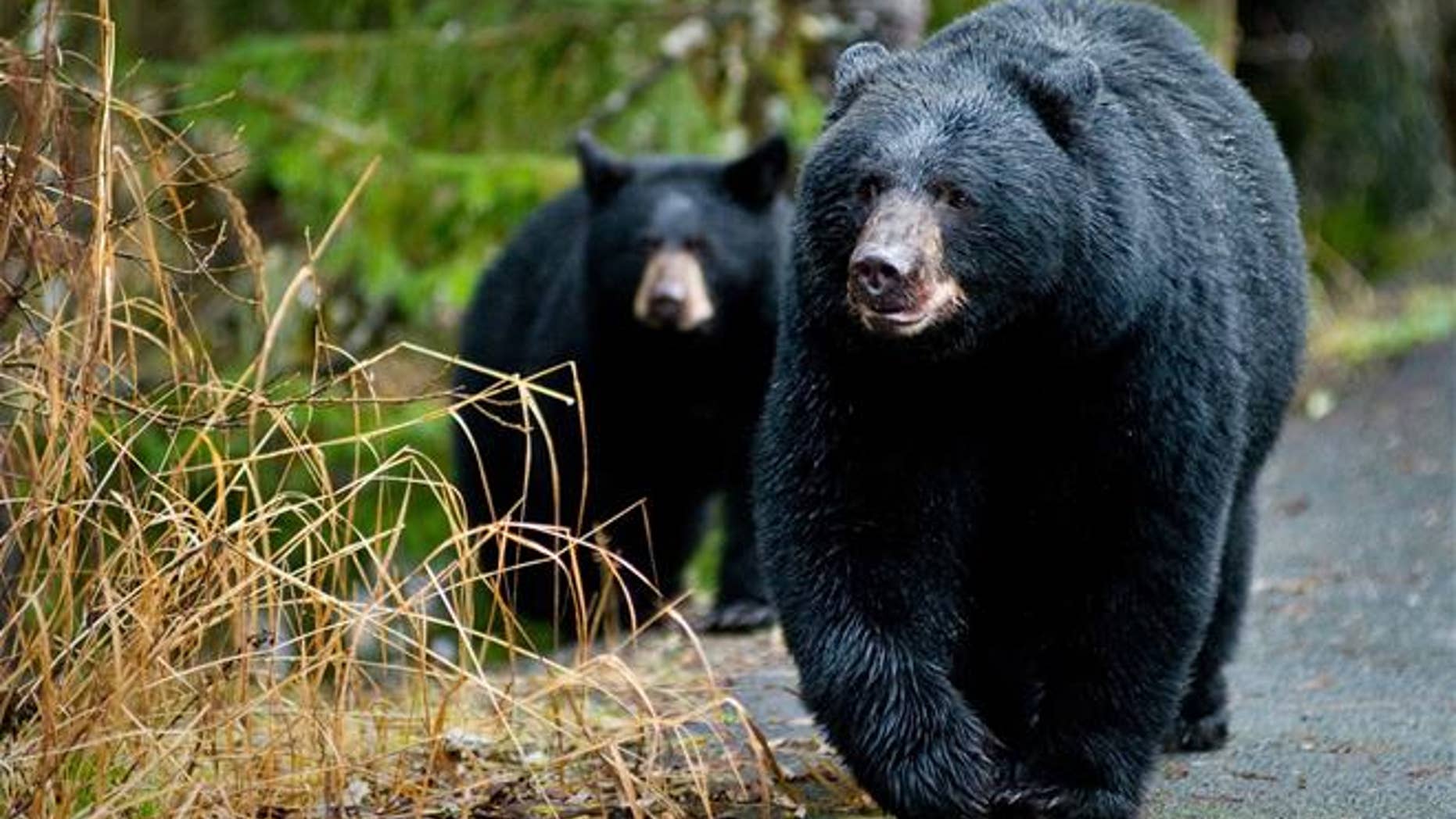 You don't want to find yourself between a bear and its mate when it's "business time."