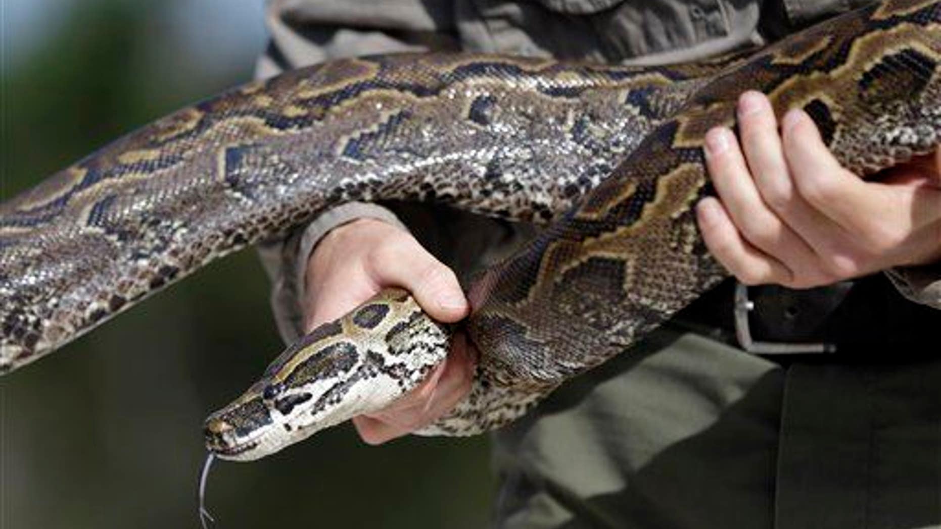 File photo of a python.