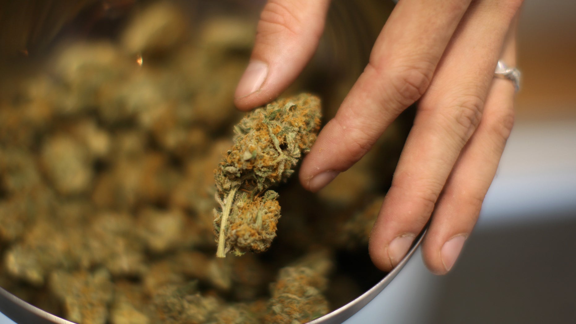 LOS ANGELES, CA - SEPTEMBER 7: A budtender handles marijuana at Perennial Holistic Wellness Center, a not-for-profit medical marijuana dispensary in operation since 2006, on September 7, 2012 in Los Angeles, California. A group of activists have submitted about 50,000 signatures in an effort to force a referendum on a marijuana dispensary ban in Los Angeles to take effect next week. A minimum of 27,425 valid signatures from registered voters is needed to let voters decide on the issue in March, and until the number can be verified, the ban will not be enforced. . The ban would not prevent patients or cooperatives of two or three people to grow their own in small amounts. Californians voted to legalize medical cannabis use in 1996, clashing with federal drug laws. (Photo by David McNew/Getty Images)
