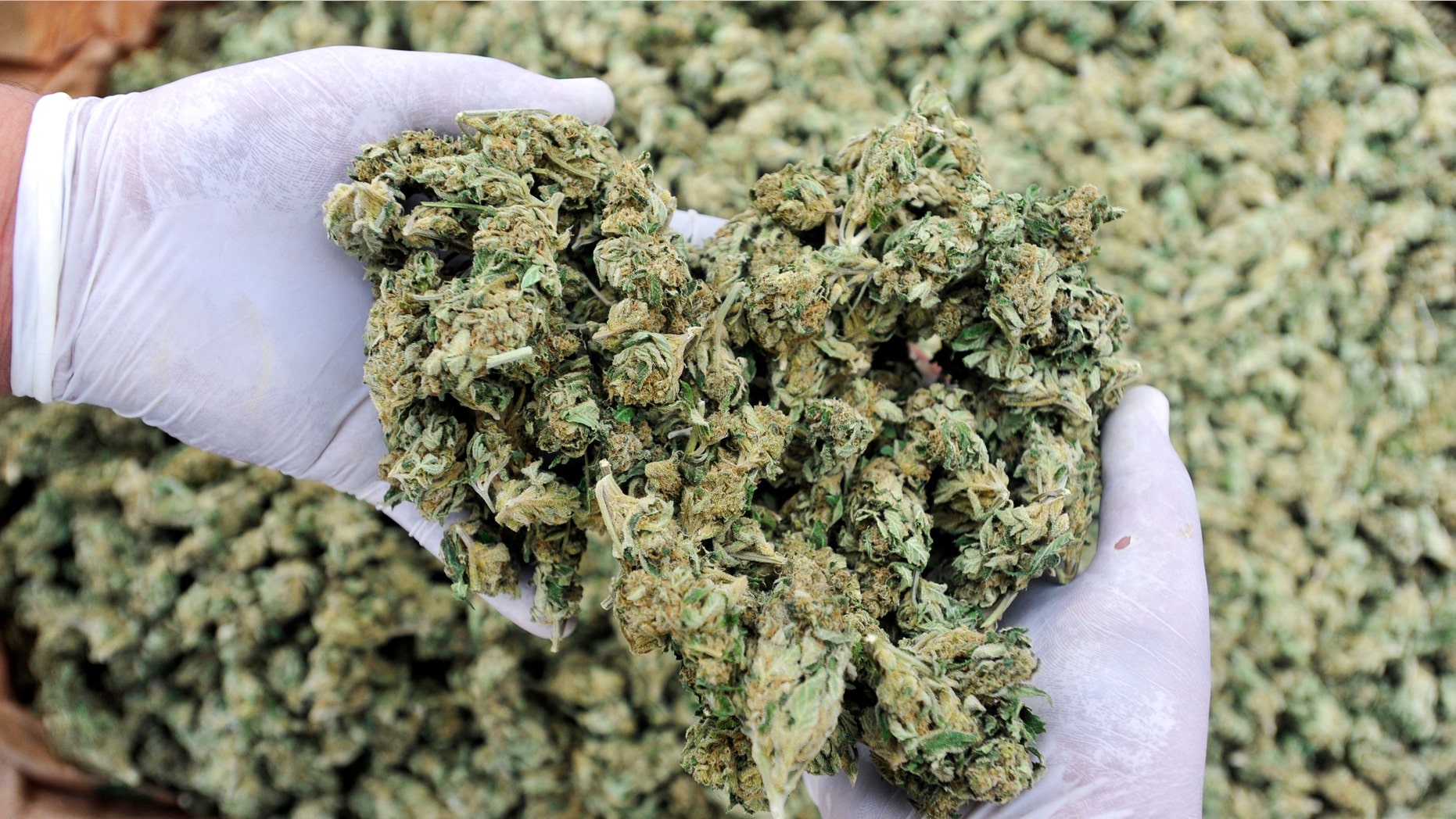 Police seized $3M worth of hydroponic marijuana, along with thousands of dollars in growing equipment, during the drug investigation.