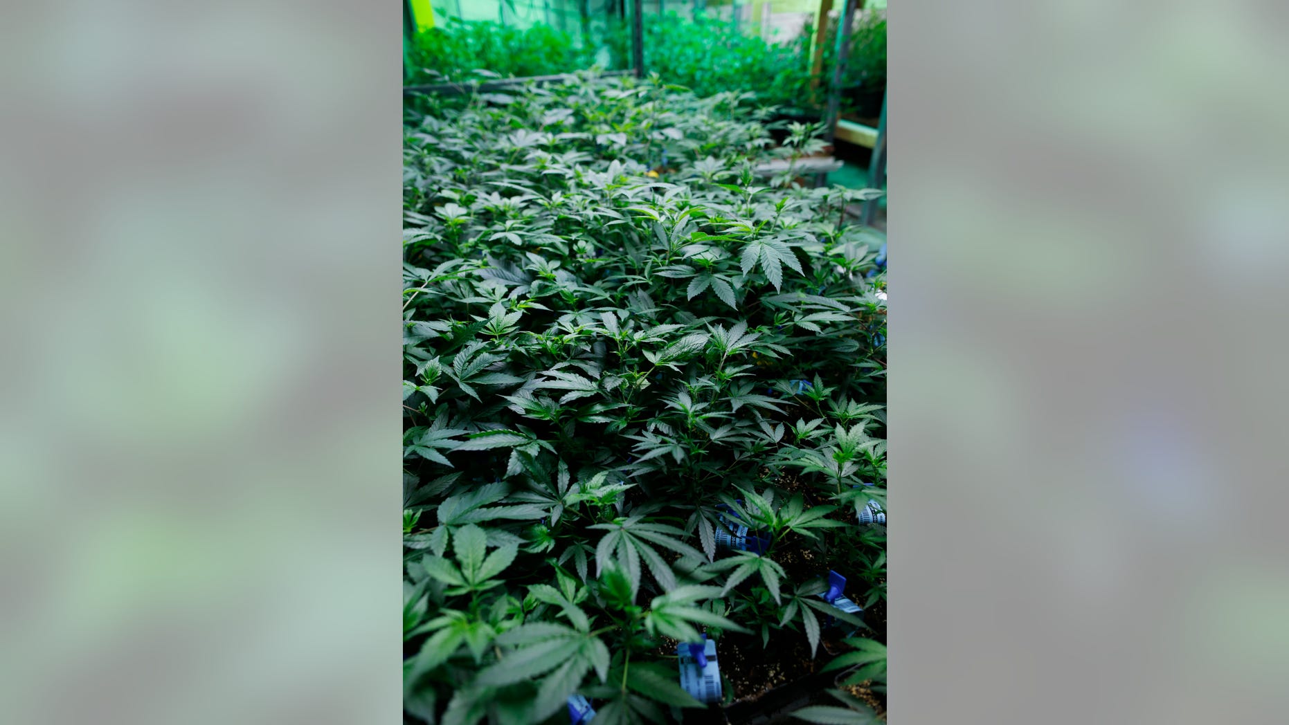 April 25, 2015 - FILE photo of marijuana plants in an operation for both medical and recreational marijuana in northeast Denver, Colorado. In an effort to reduce the cost of medical marijuana for citizens who suffer from chronic pain and other conditions, the Italian military has started a cannabis farm.