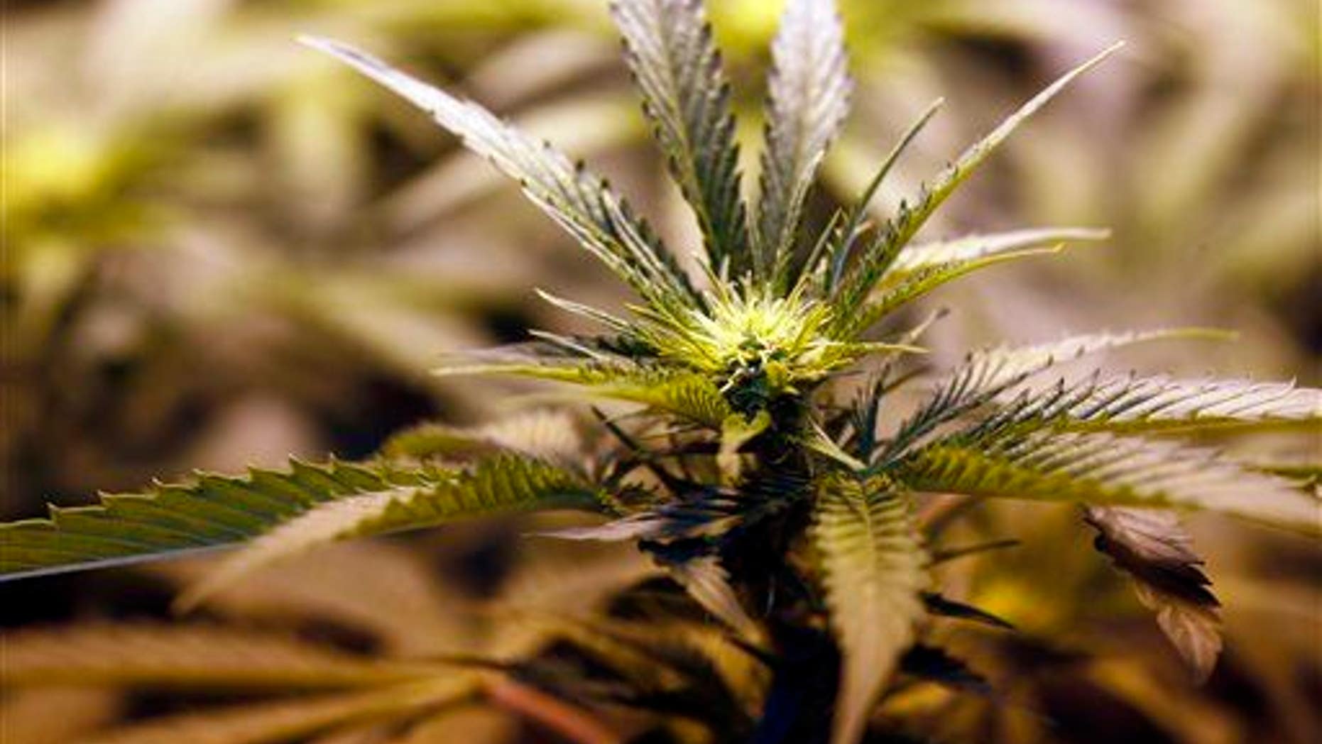 This Sept. 2, 2010, photo shows a marijuana plant as it matures in a grow house in Denver.