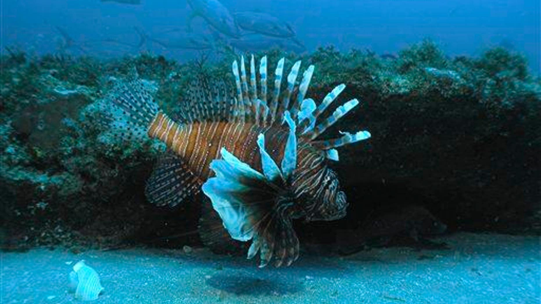 In this July 2006 file image released by NOAA Undersea Research Center, a lionfish swims at a depth of about 130 feet, roughly 55 miles off the coast of North Carolina.