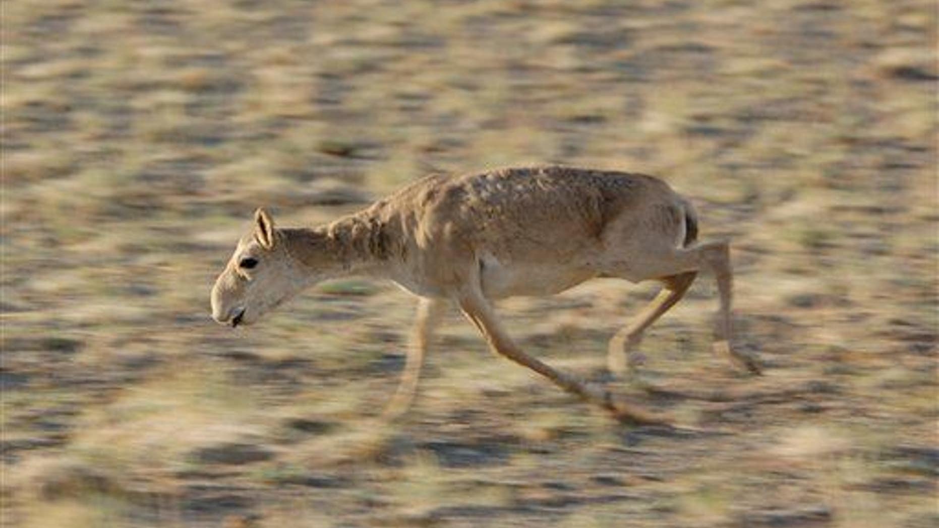 A saiga calf runs in the Sharga Nature Reserve in Mongolia.