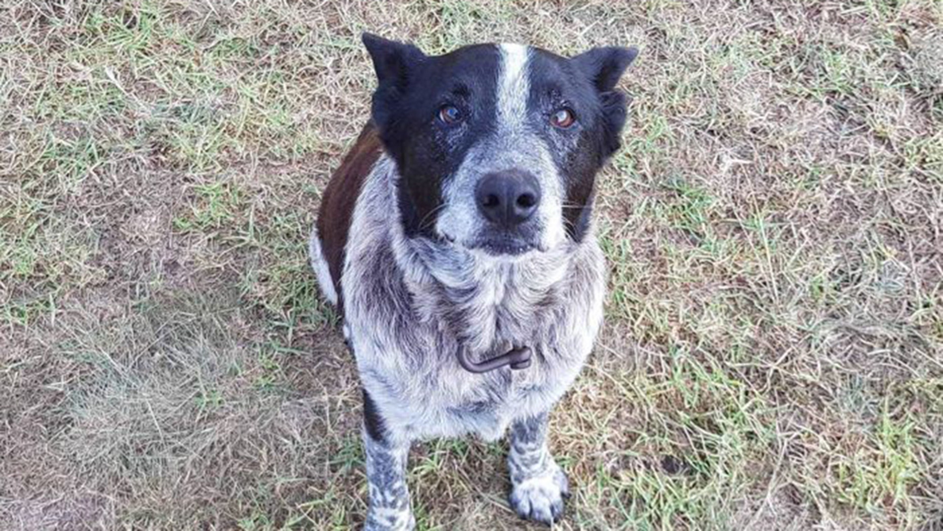 Max, a 17-year-old Blue Heeler from Queensland, Australia, is being praised after spending more than 15 hours in rugged bushland in the rain with a lost three-year-old girl.
