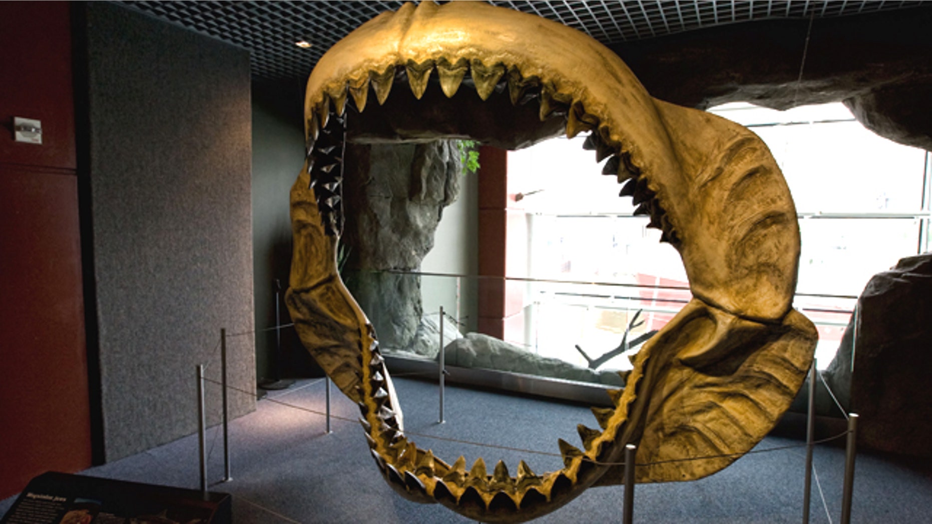Megalodon jaws on display at the National Aquarium in Baltimore, Md.
