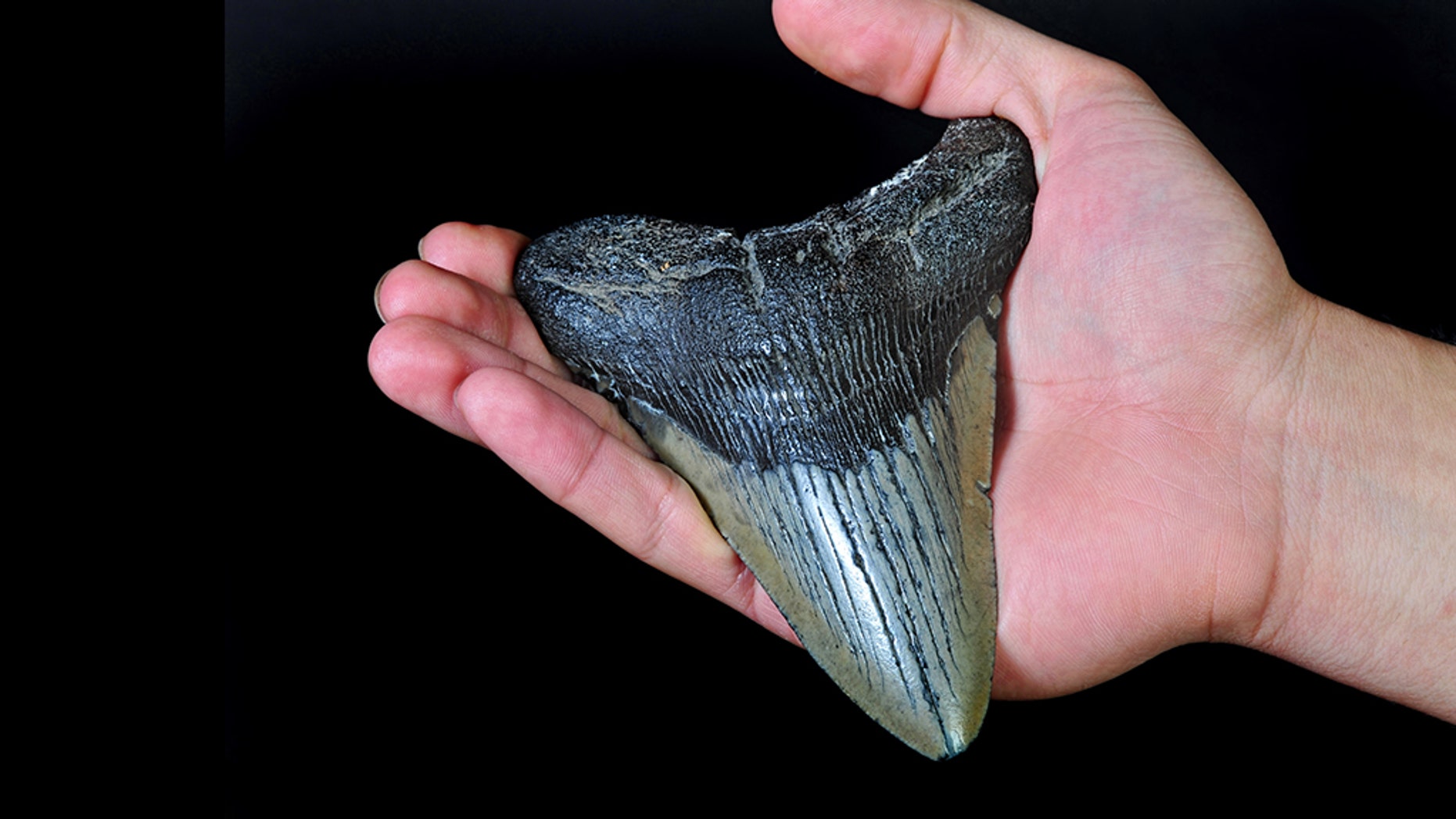 North Carolina couple spot massive megalodon shark tooth on beach | Fox