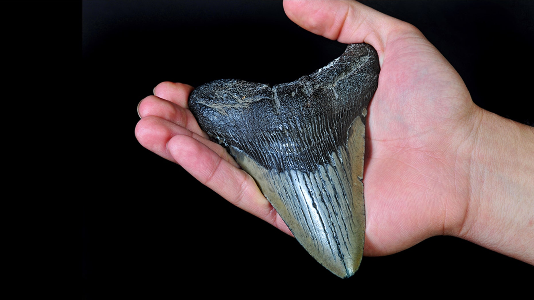 The couple found the tooth (not pictured) while they were taking a walk on the beach.