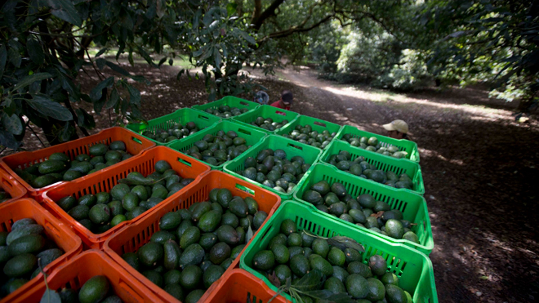 Avocado boxes are collected in an avocado orchard in Michoacan, Mexico.